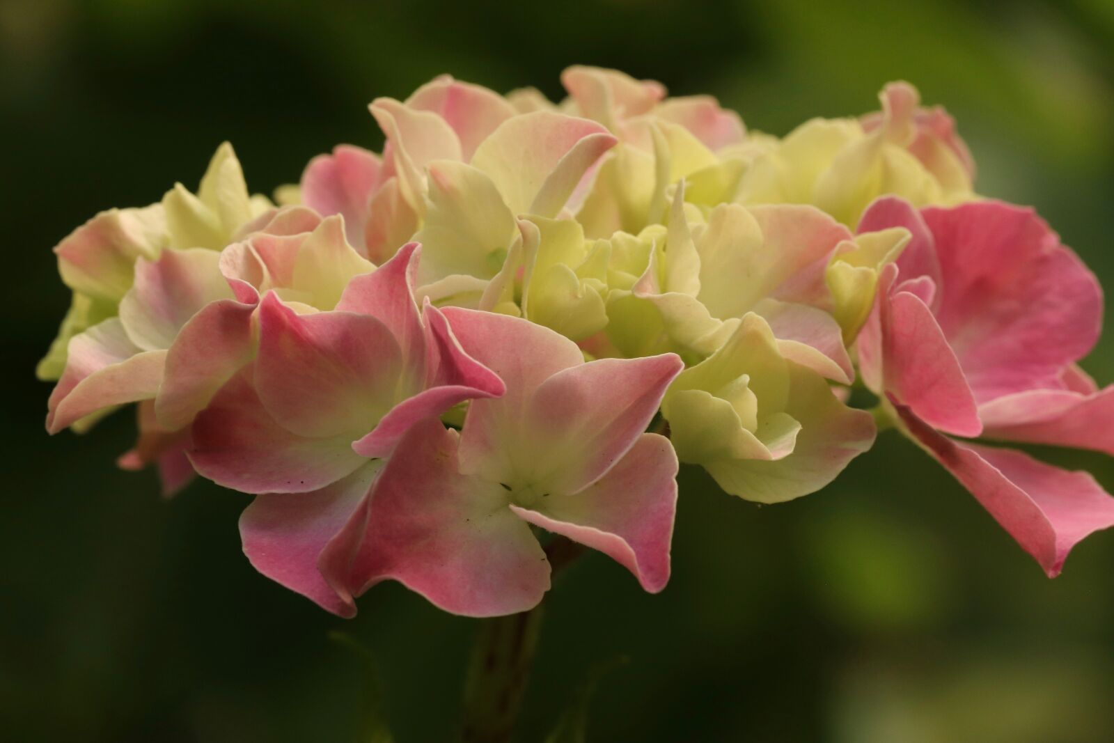 Canon EF 100mm F2.8L Macro IS USM sample photo. Hydrangea, hydrangea flower, blossom photography