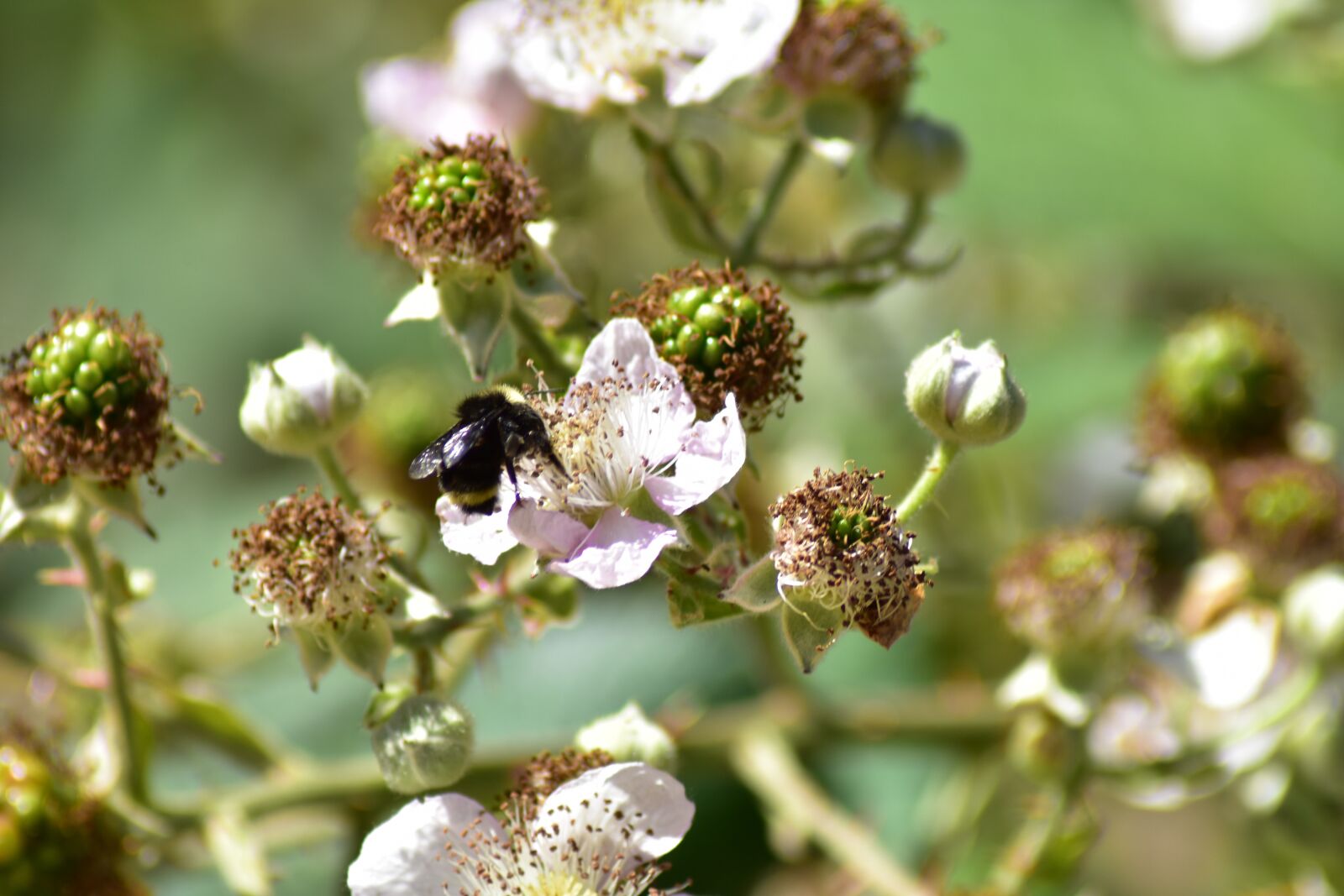 Nikon D3400 sample photo. Bee, blackberries, insect photography