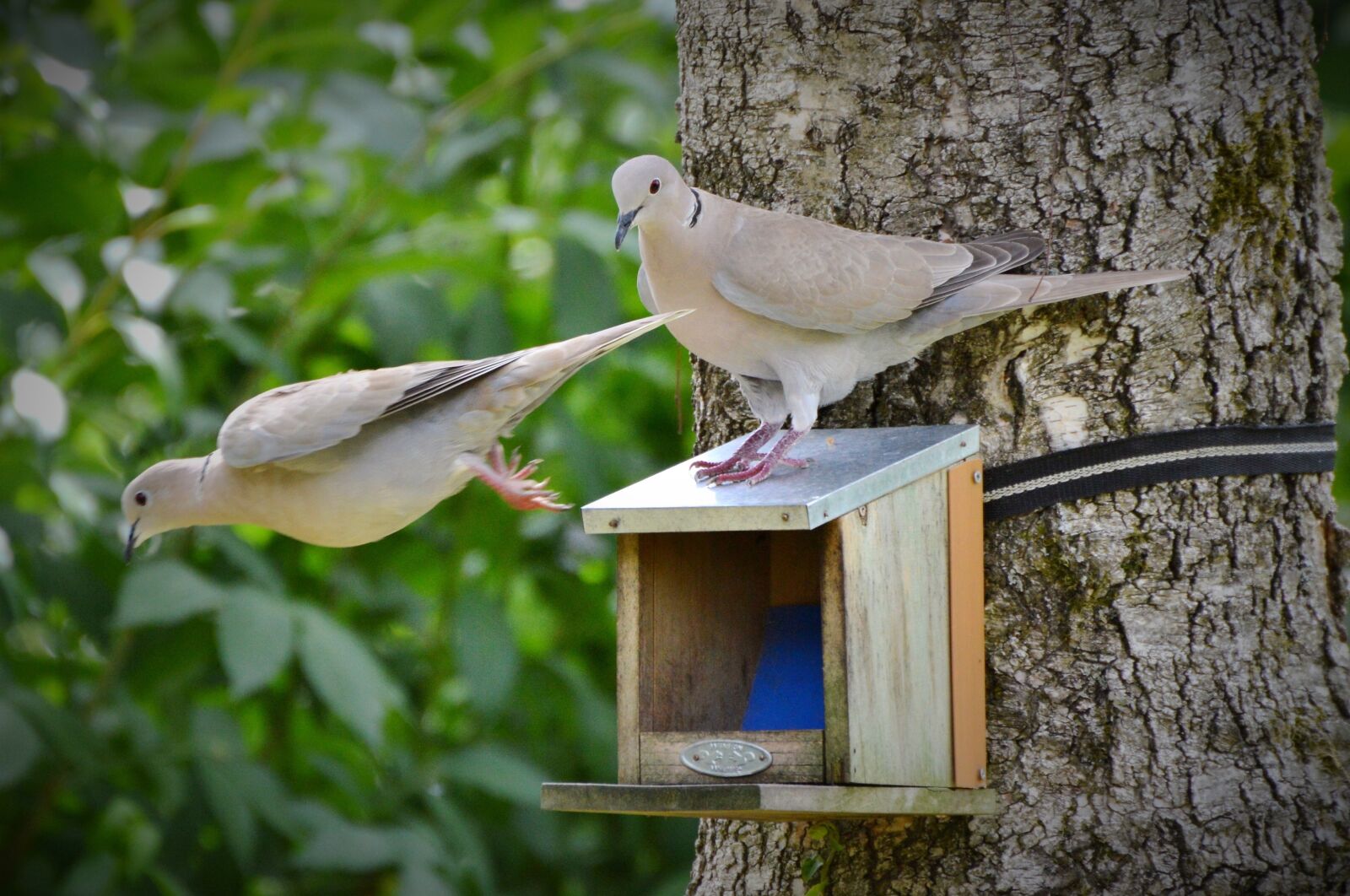 Nikon D3200 sample photo. Dove, collared, bird photography