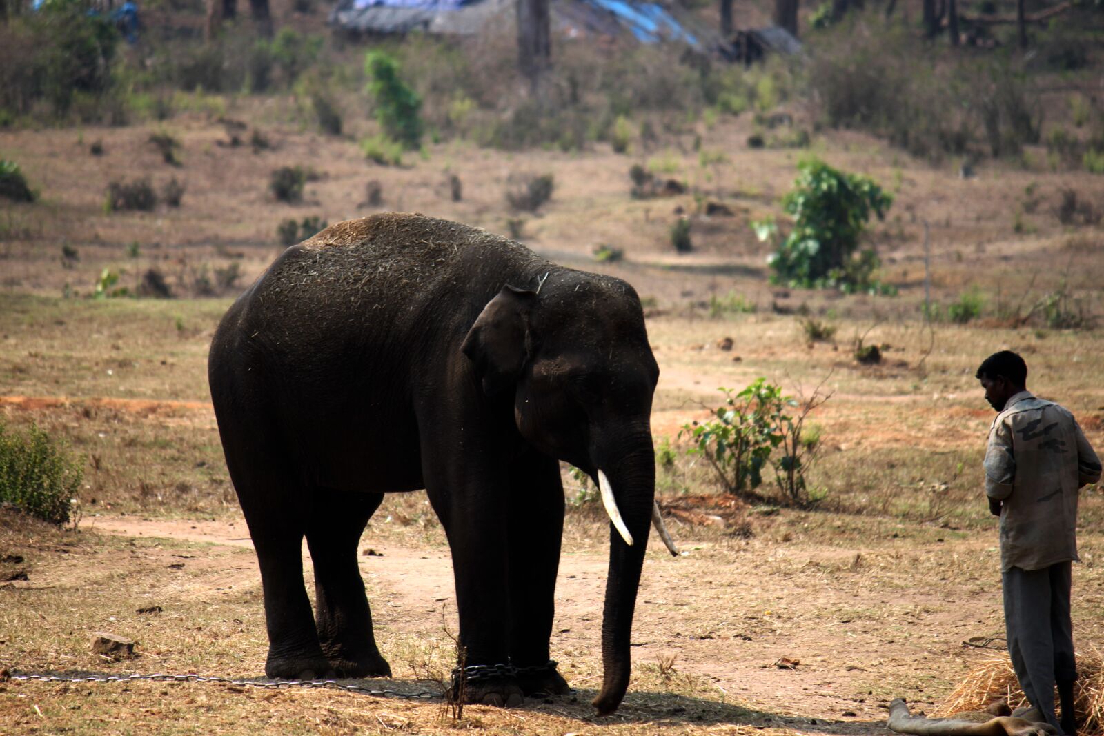 Canon EOS 500D (EOS Rebel T1i / EOS Kiss X3) sample photo. Tamed elephant, elephant mahout photography