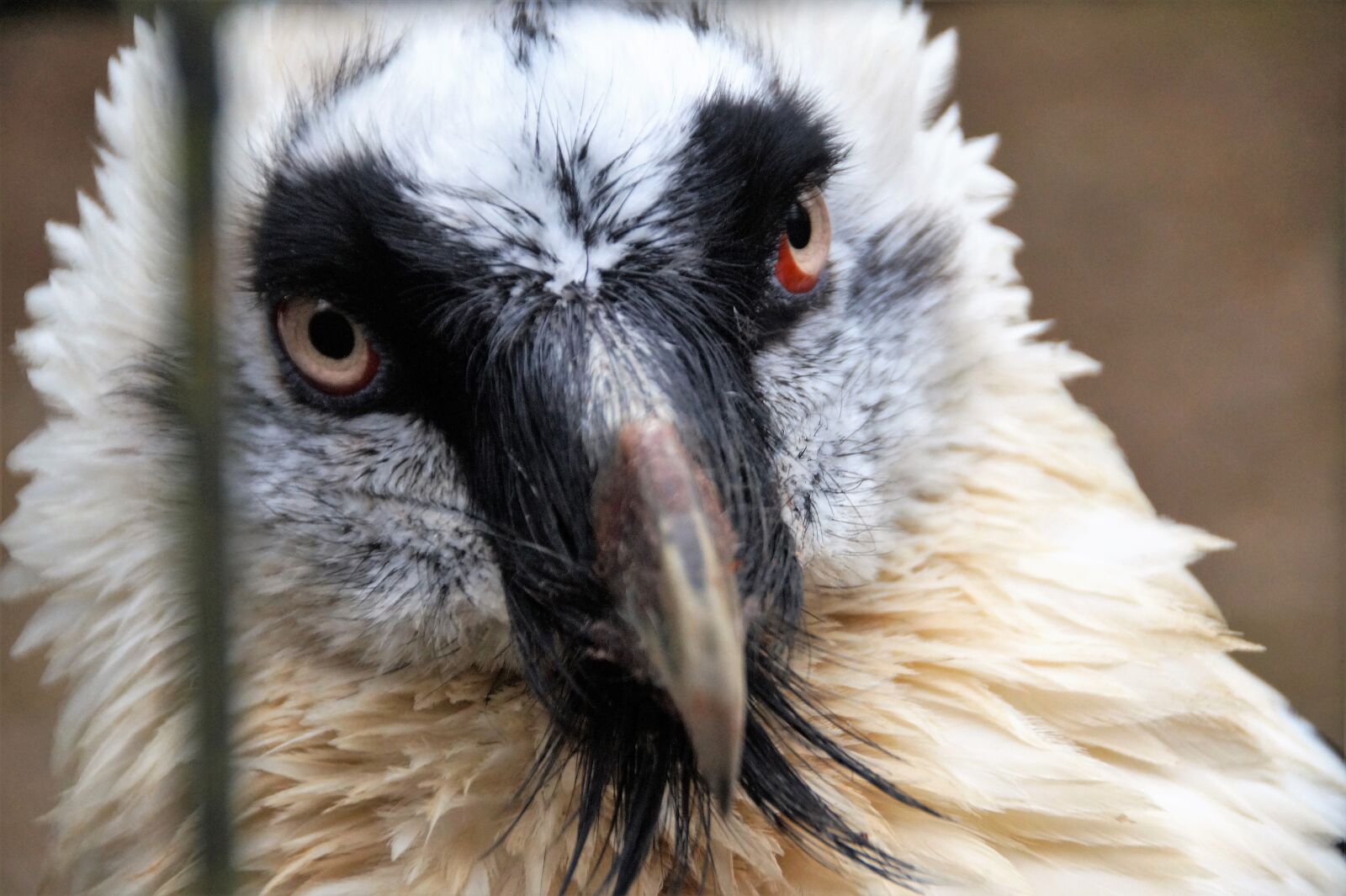 Sony SLT-A58 sample photo. Bird, large, predator photography