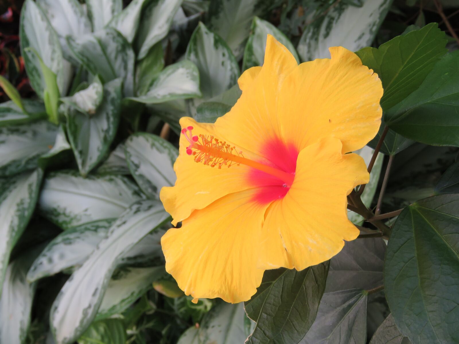 Canon PowerShot SX60 HS sample photo. Hibiscus, flower, plant photography