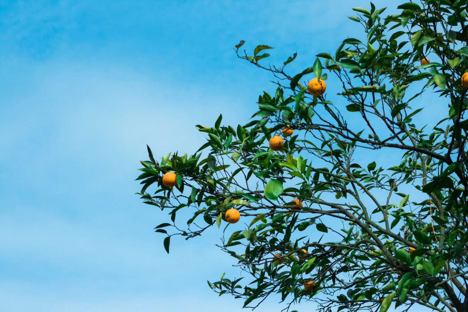 Canon EOS 760D (EOS Rebel T6s / EOS 8000D) + Canon EF 50mm F1.8 STM sample photo. Orange tree, blue sky photography