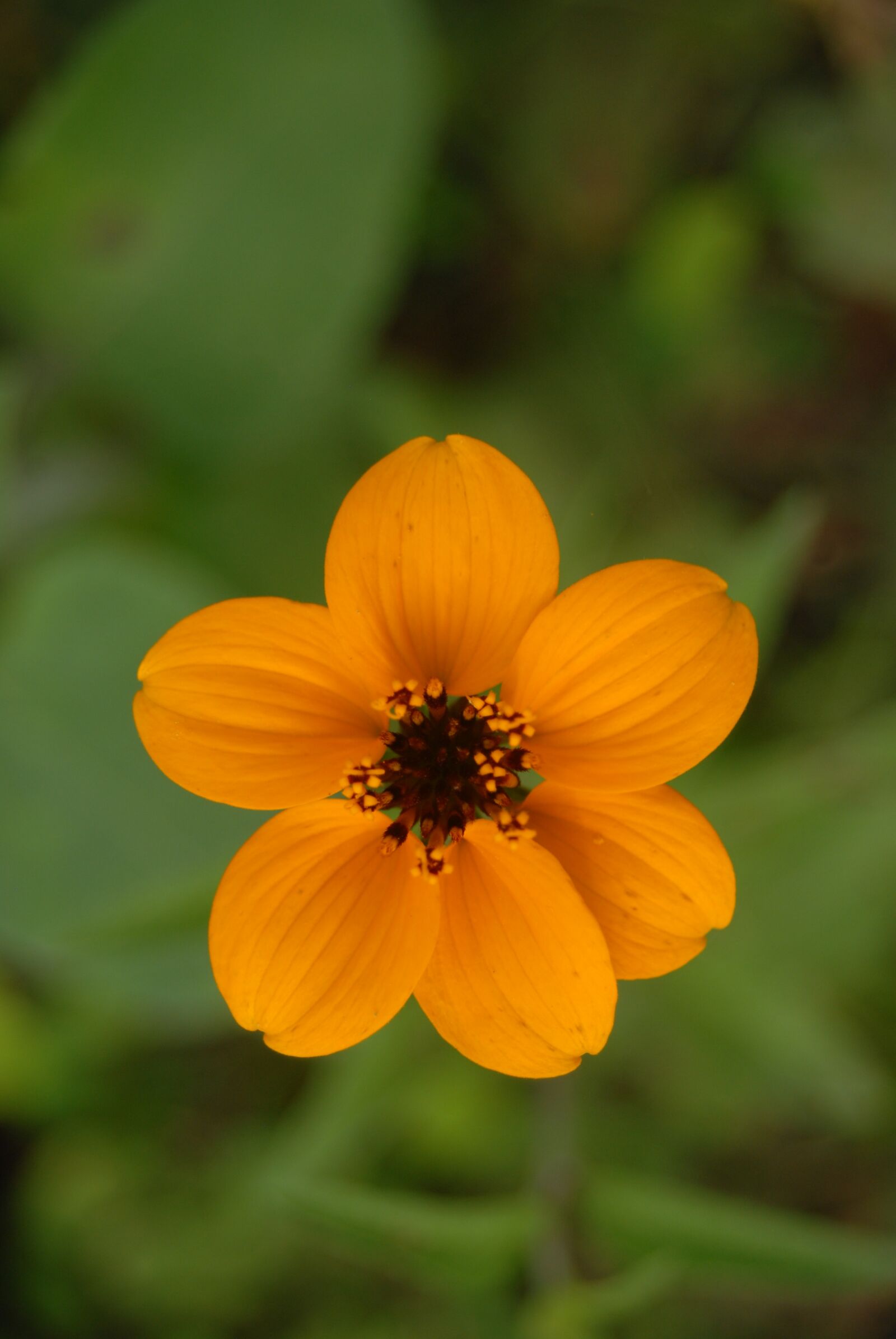 Nikon D200 sample photo. Yellow flower regional, flowers photography