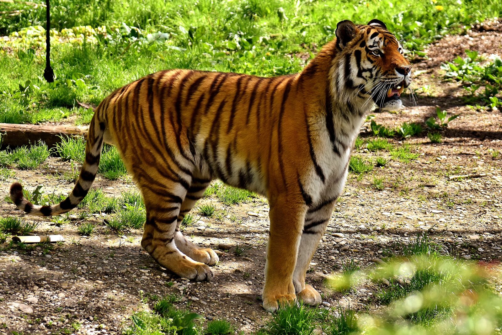 Nikon D7200 sample photo. Tiger, predator, fur photography