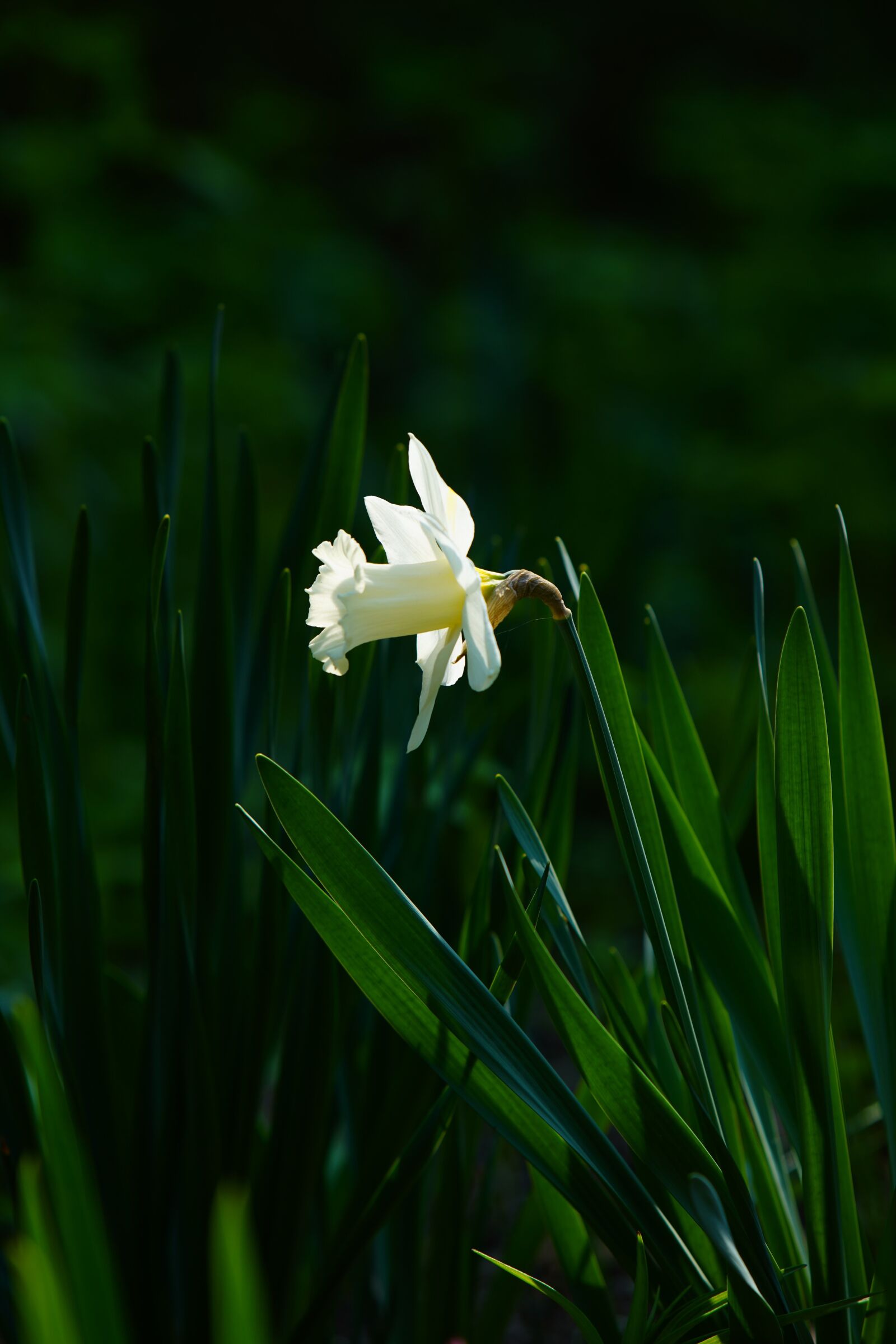 Canon EF 70-200mm F2.8L USM sample photo. Narcissus, daffodil, green photography