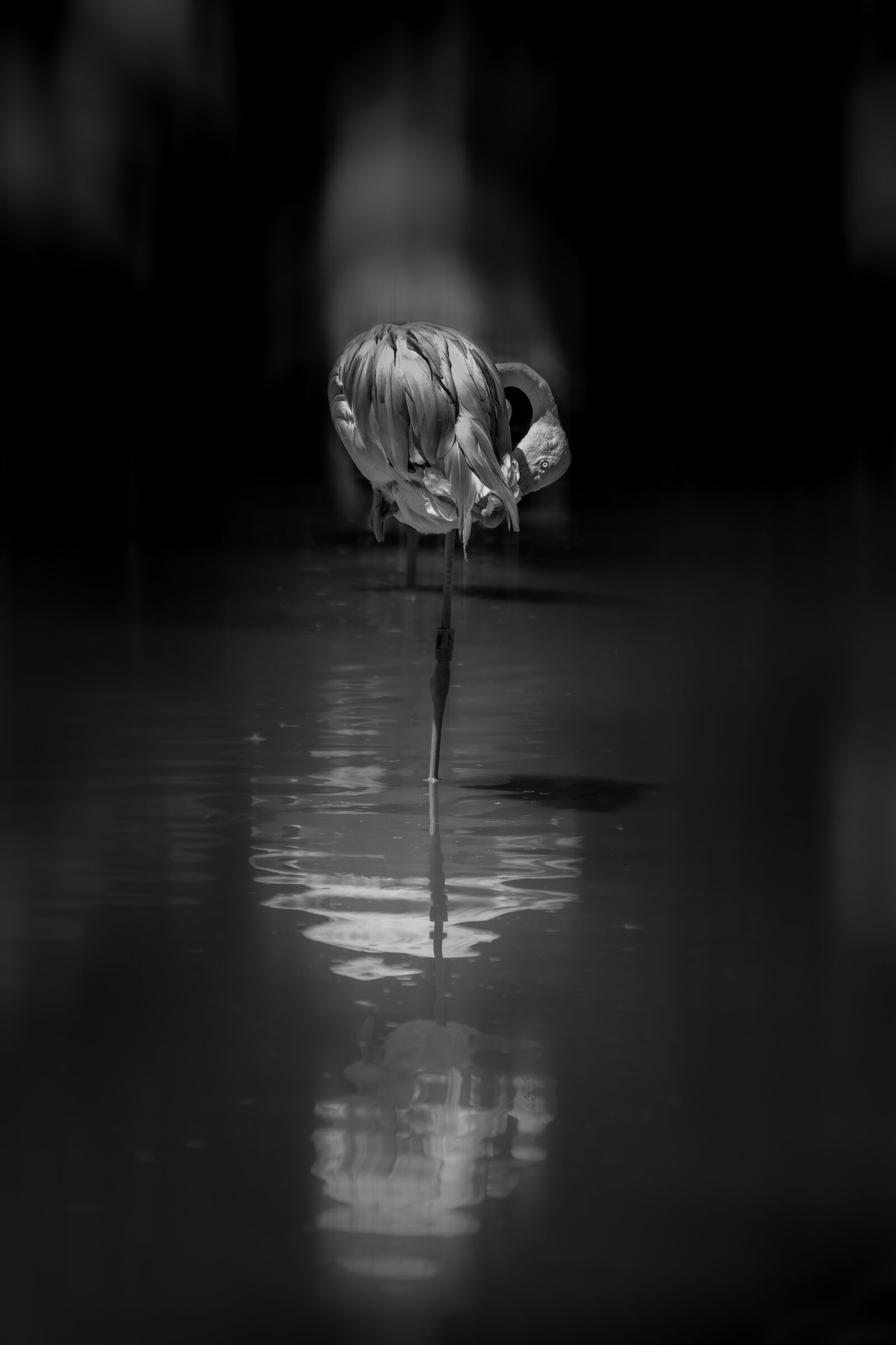 Nikon D500 sample photo. Flamingo, bird, art photography