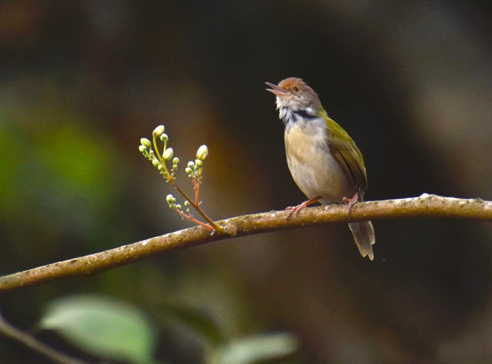 Nikon D5500 sample photo. Nature, bird, wildlife photography