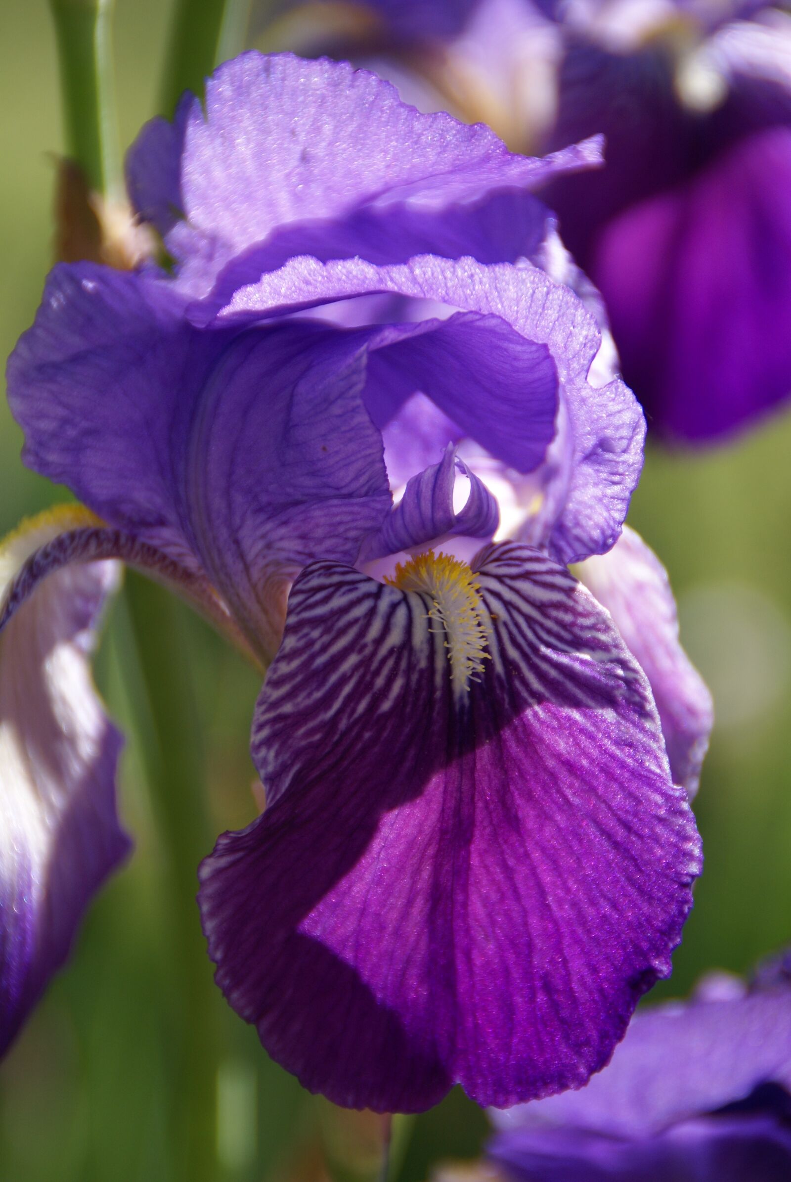 Sony Alpha DSLR-A100 sample photo. Plants, lilies, flower photography