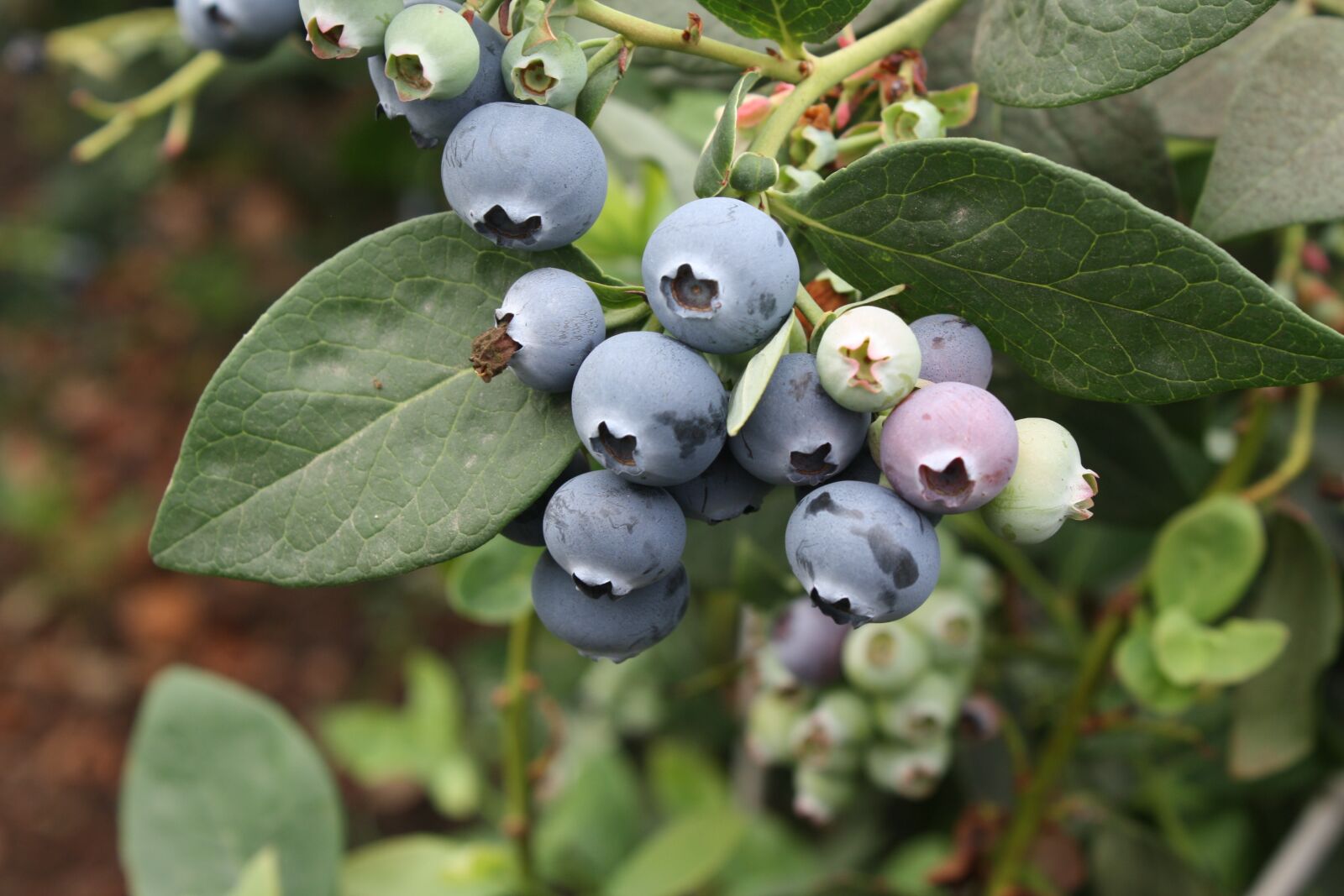 Canon EOS 1000D (EOS Digital Rebel XS / EOS Kiss F) sample photo. Blueberry, vaccinium, exotic fruits photography
