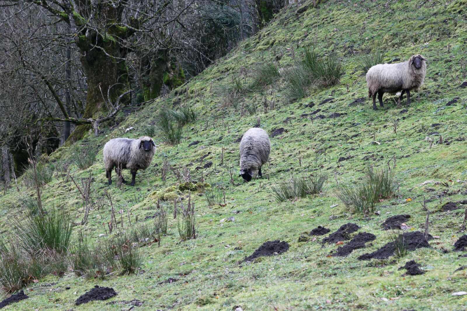 Canon EOS M sample photo. Sheep, animal, meadow photography