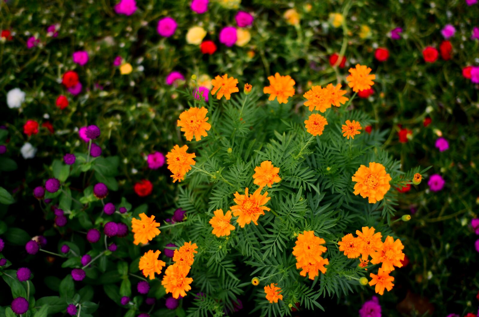Nikon D7000 sample photo. Beautiful, flower, garden photography