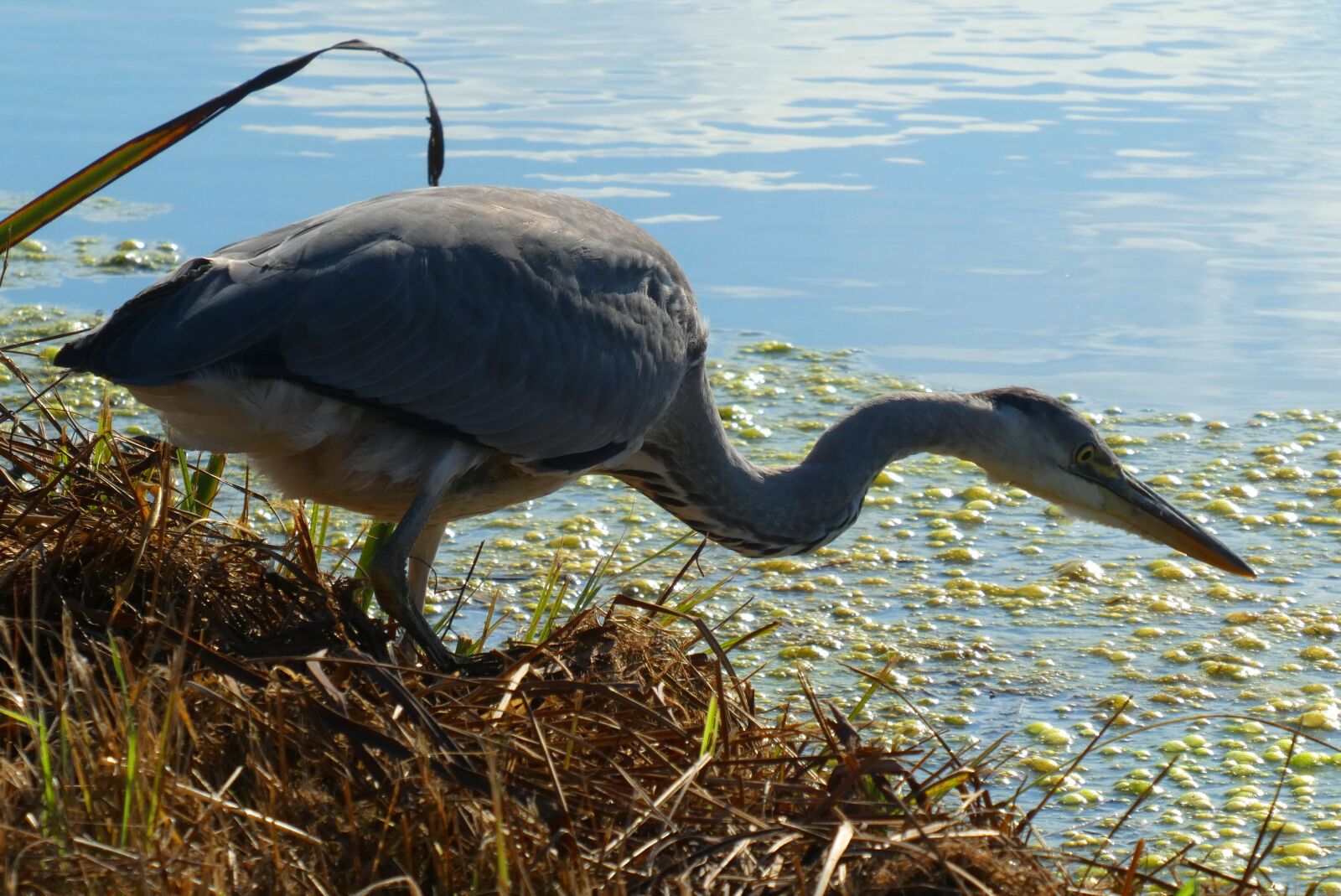 Panasonic Lumix DC-ZS70 (Lumix DC-TZ90) sample photo. Heron, ditch, beak photography