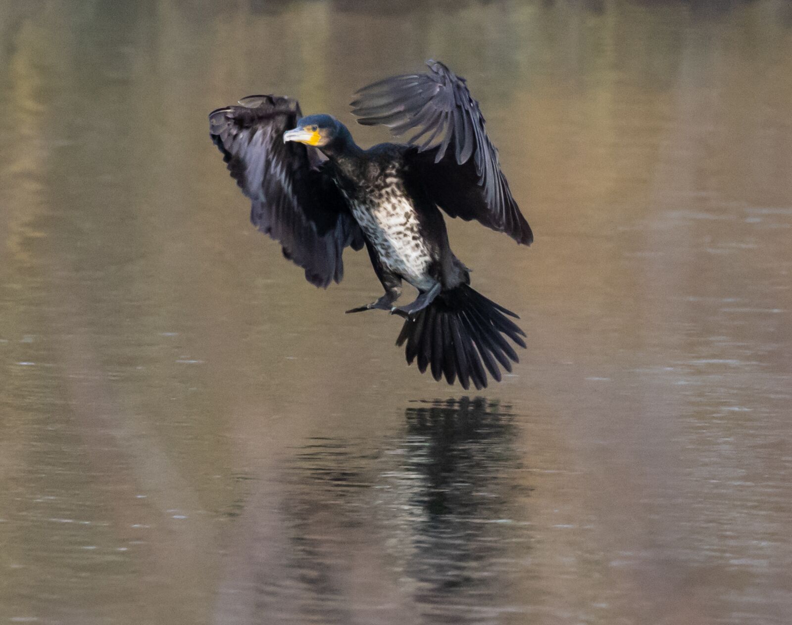 Canon EOS 7D Mark II sample photo. Cormorant, black bird, waterfowl photography