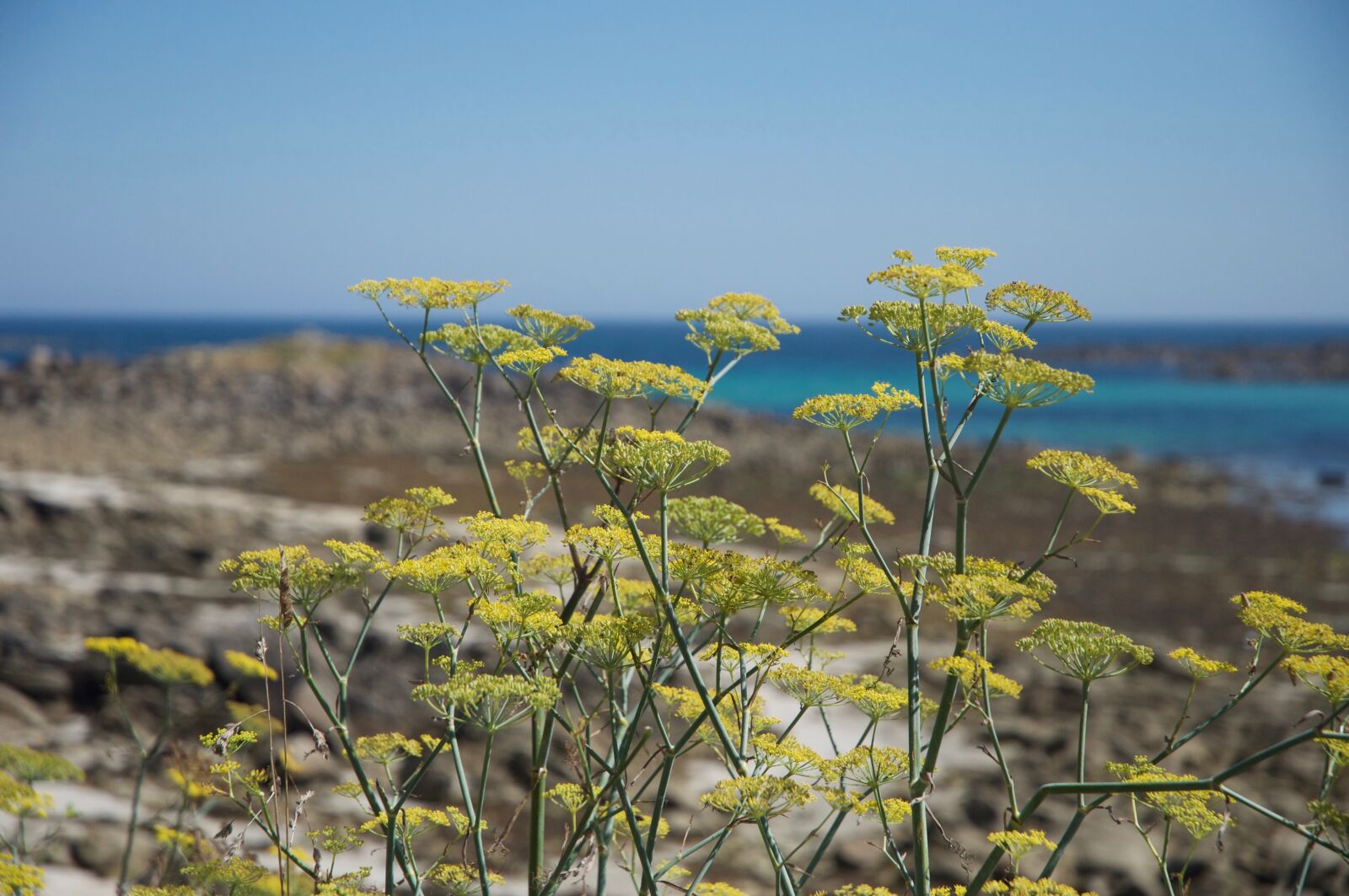 Nikon D90 sample photo. Fennel, seaside, wild coast photography