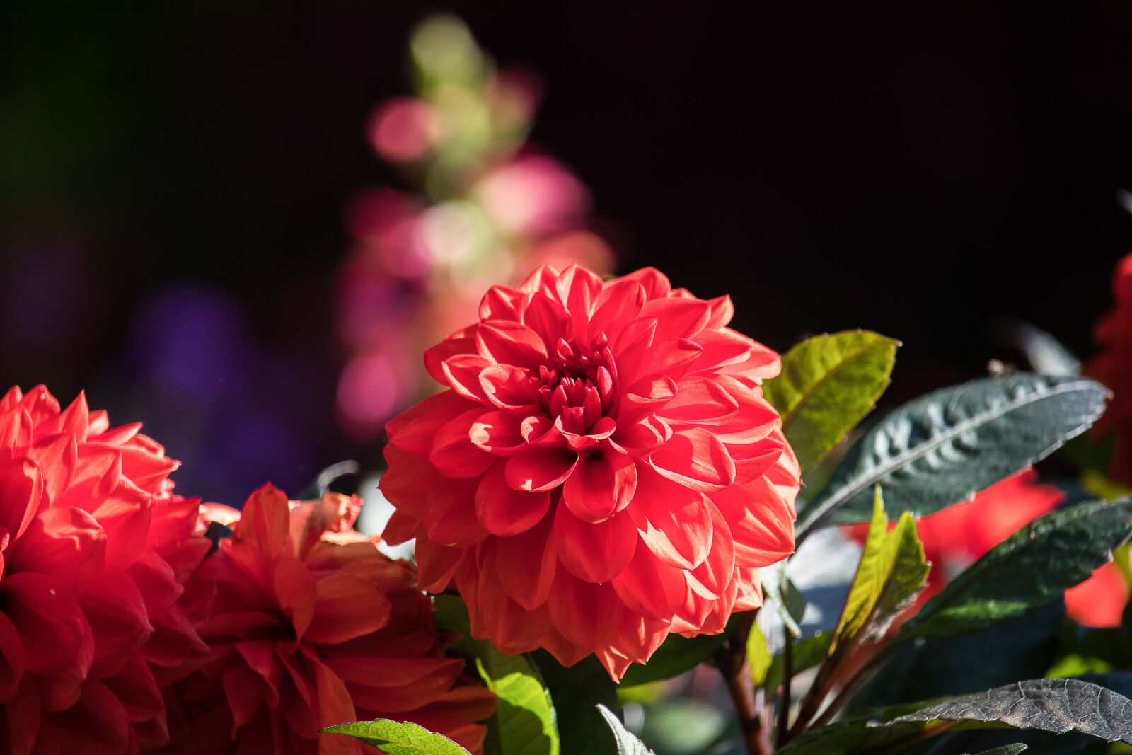 Canon EF-S 55-250mm F4-5.6 IS STM sample photo. Dahlia, blossom, bloom photography