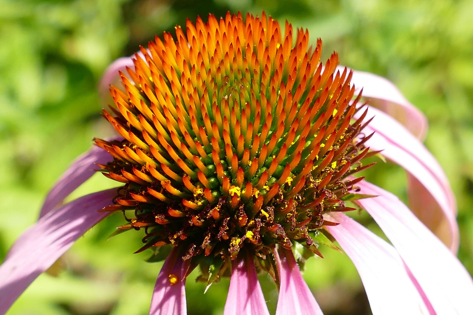 Panasonic Lumix DMC-FZ1000 sample photo. Sun hat, echinacea angustifolia photography