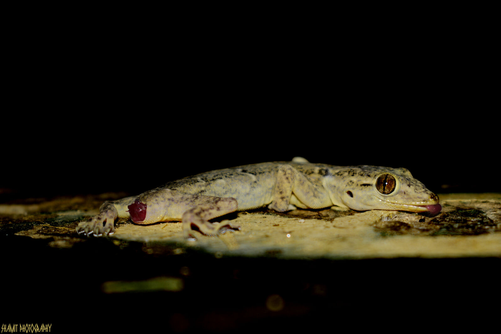 Nikon D5300 sample photo. Lzard photography