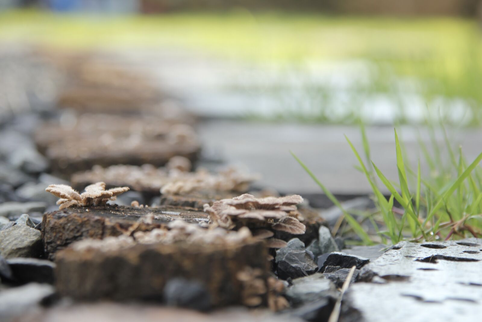 Canon EOS 550D (EOS Rebel T2i / EOS Kiss X4) sample photo. Fungus, grass, wood chips photography