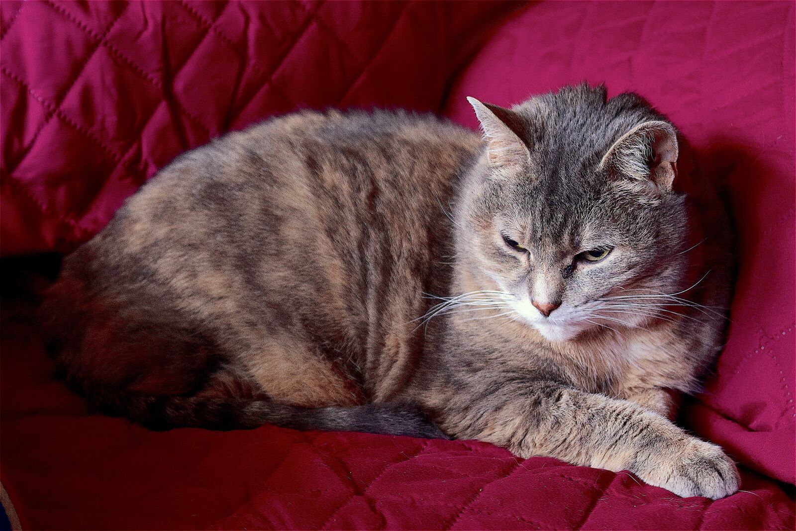Nikon D3300 sample photo. Cat, sleepy, animal photography