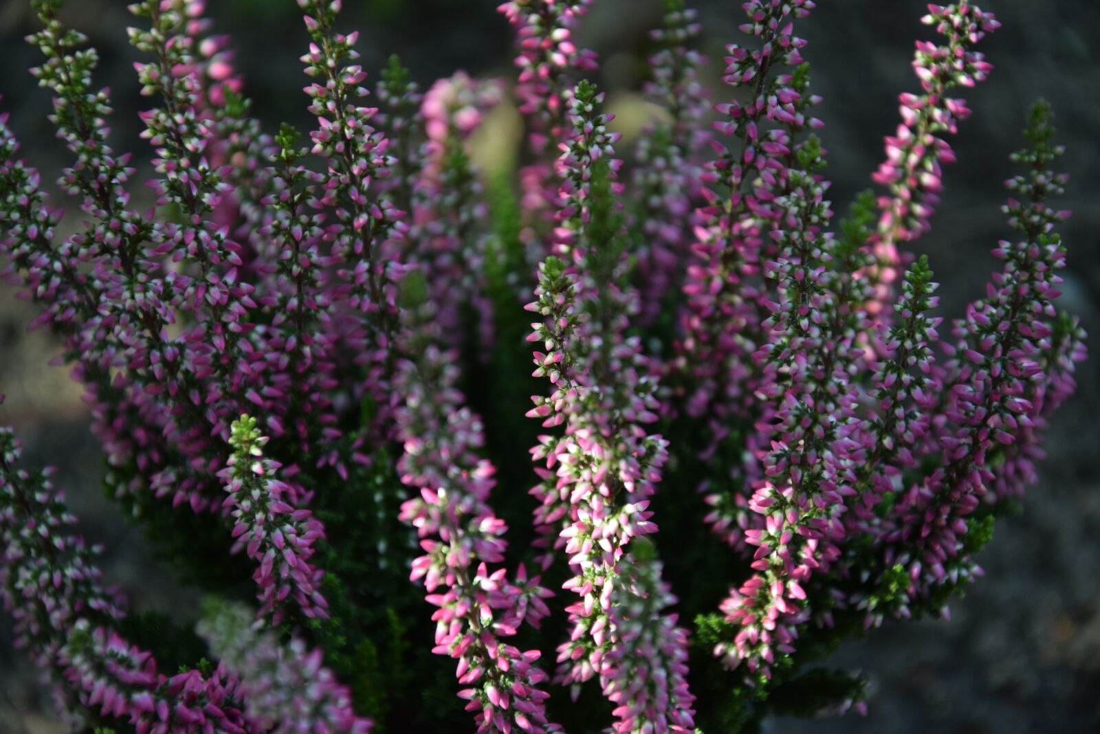 Nikon D5300 sample photo. Nature, landscape, flowers photography