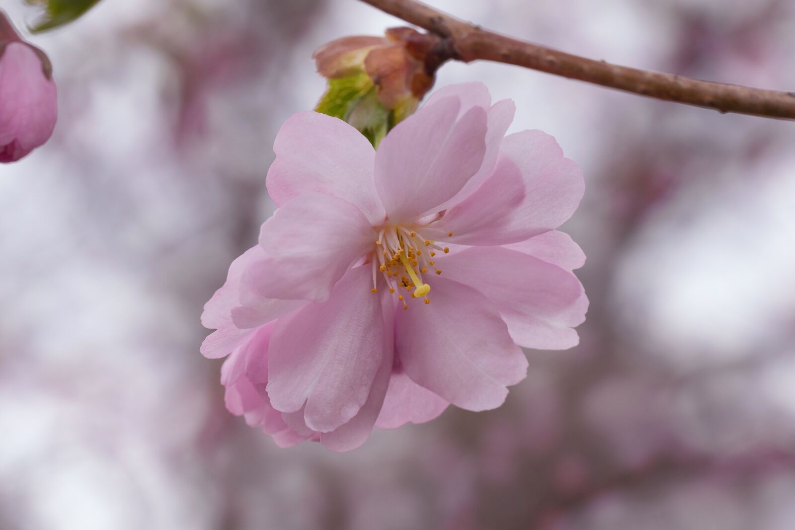 Nikon D3300 sample photo. Cherry blossoms, cherry, flower photography