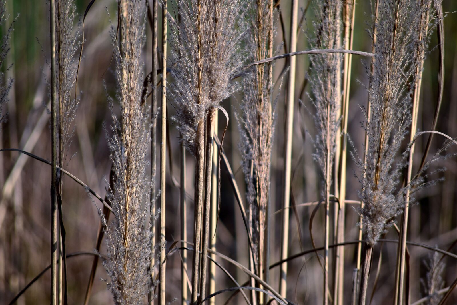 Nikon D5300 sample photo. Weeds, grass, wild photography
