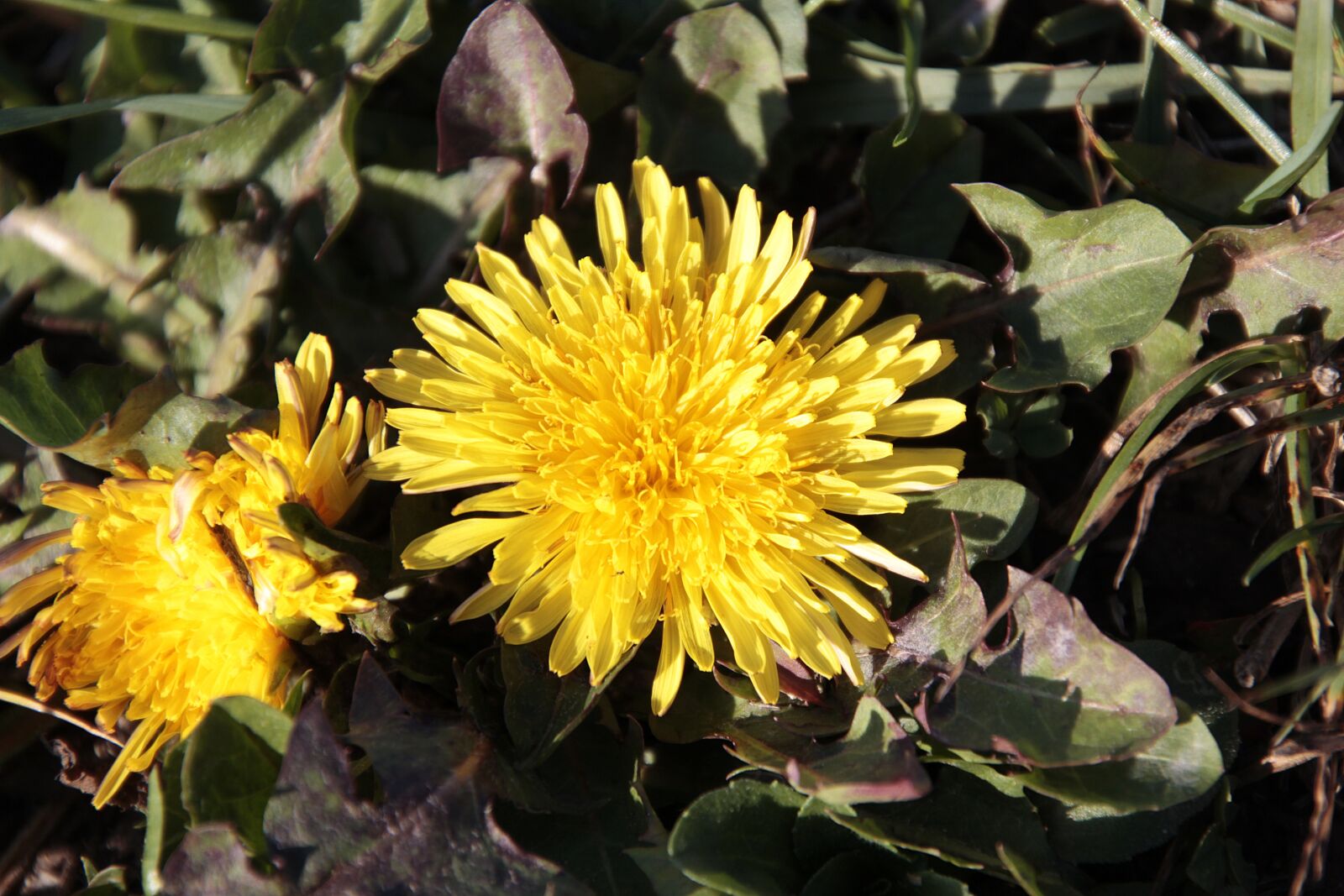 Canon EOS 700D (EOS Rebel T5i / EOS Kiss X7i) sample photo. Dandelion, plant, nature photography