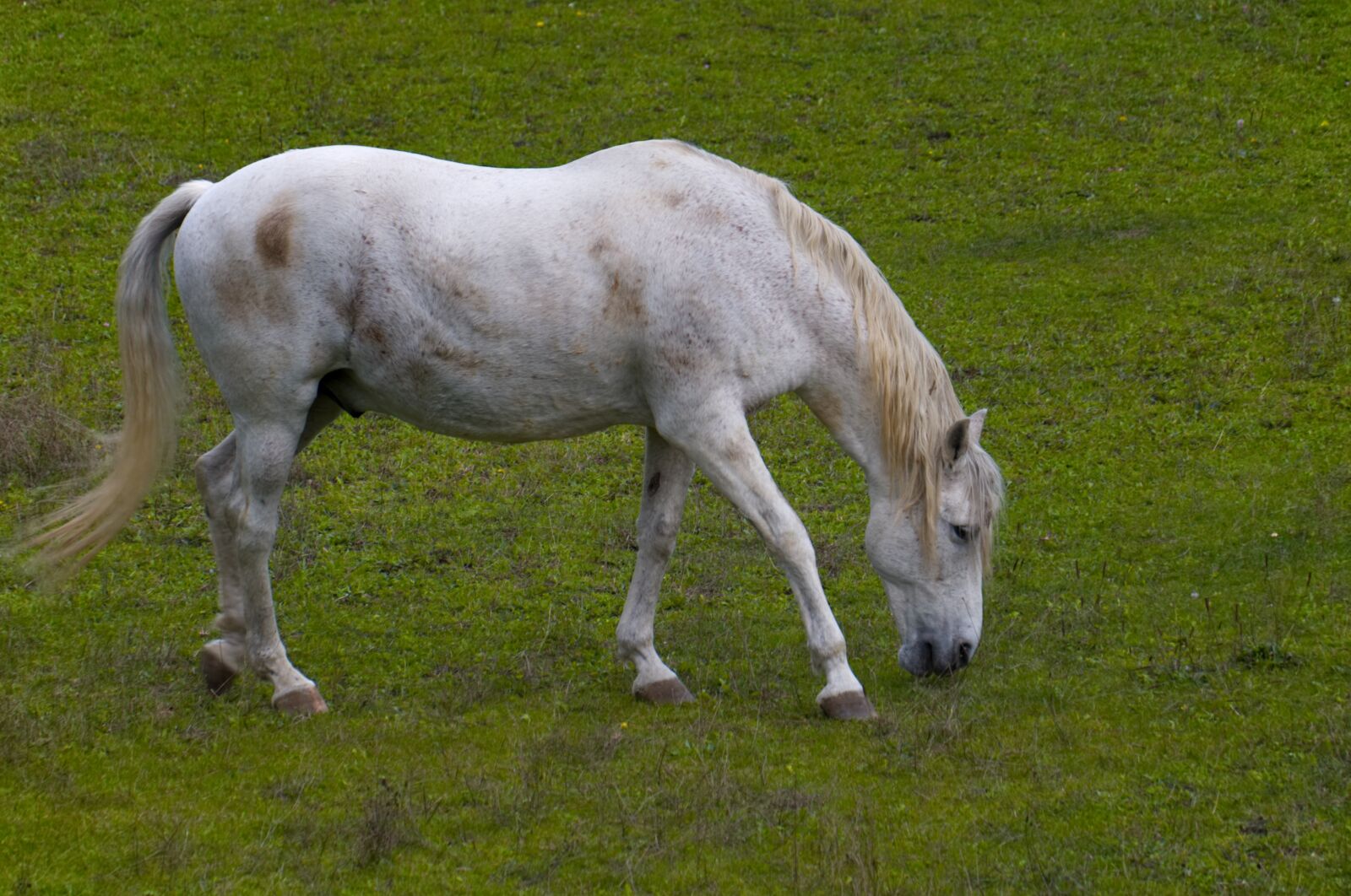 Fujifilm X-A2 + Fujifilm XC 50-230mm F4.5-6.7 OIS II sample photo. Horse, grass, field photography