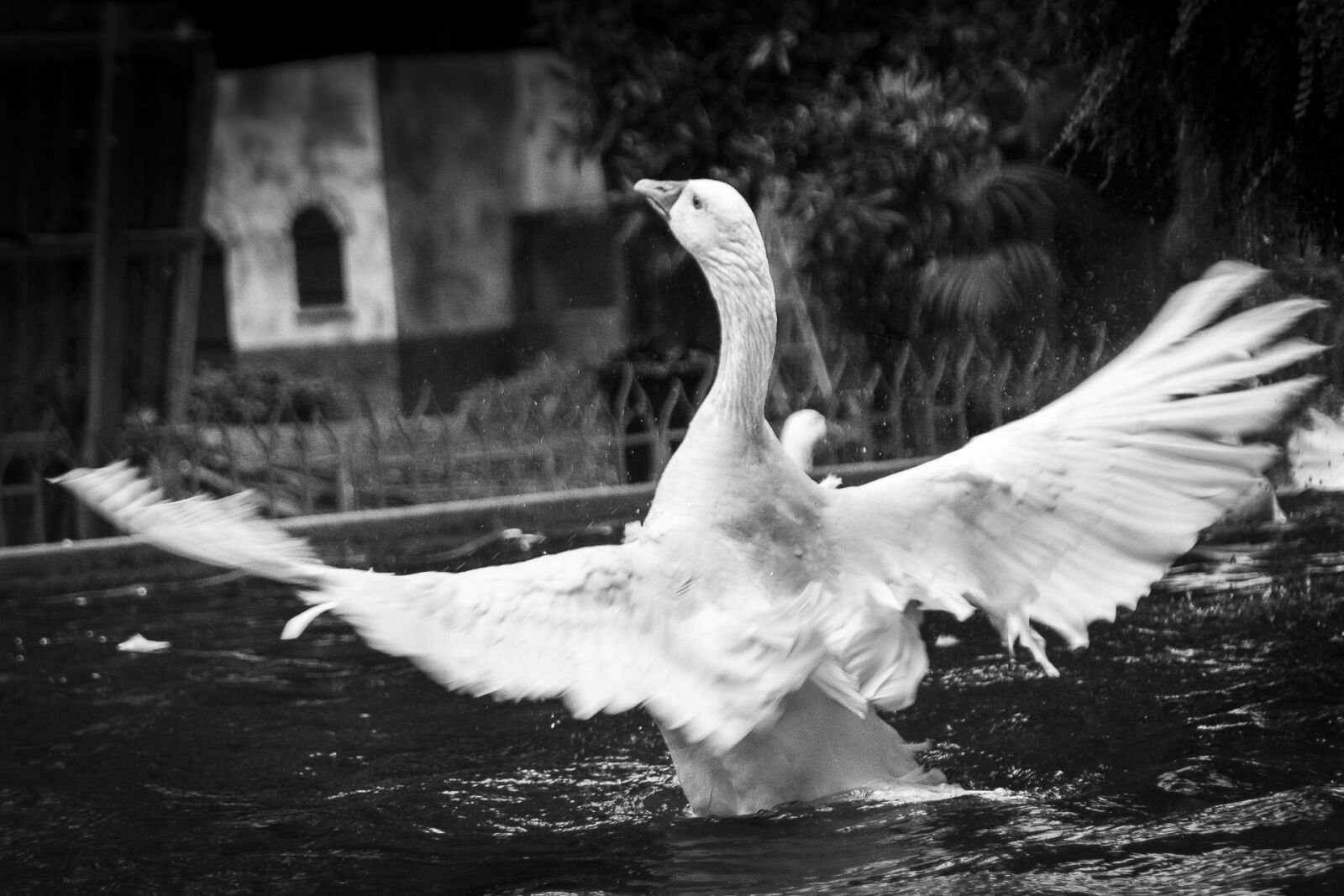 Canon EOS 550D (EOS Rebel T2i / EOS Kiss X4) sample photo. Animals, swan, peak photography