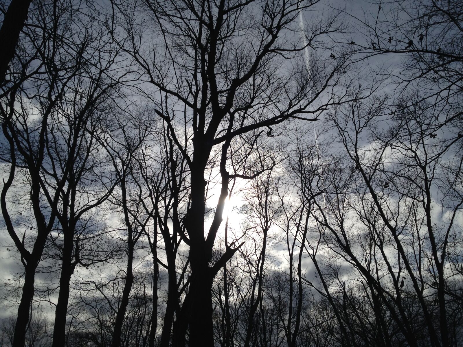 iPhone 4S back camera 4.28mm f/2.4 sample photo. Trees, silhouette, sky photography