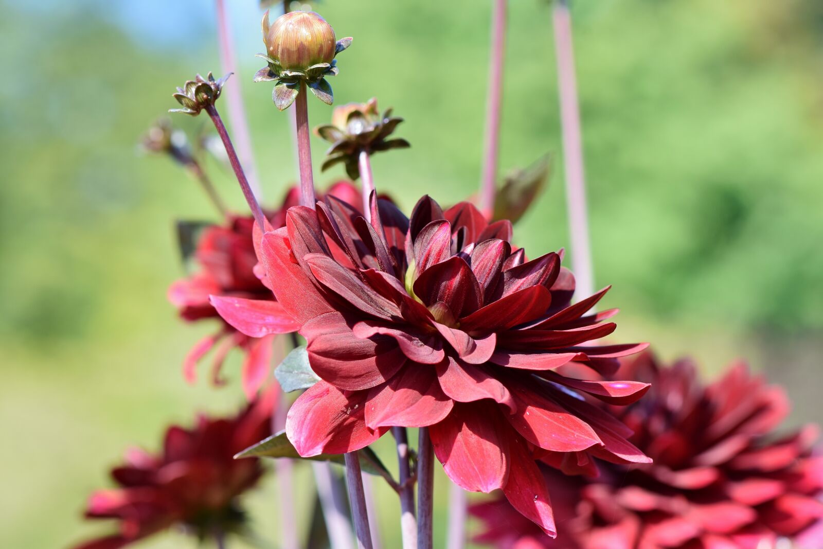 Nikon D7200 sample photo. Dahlia, dahlias bud, flower photography