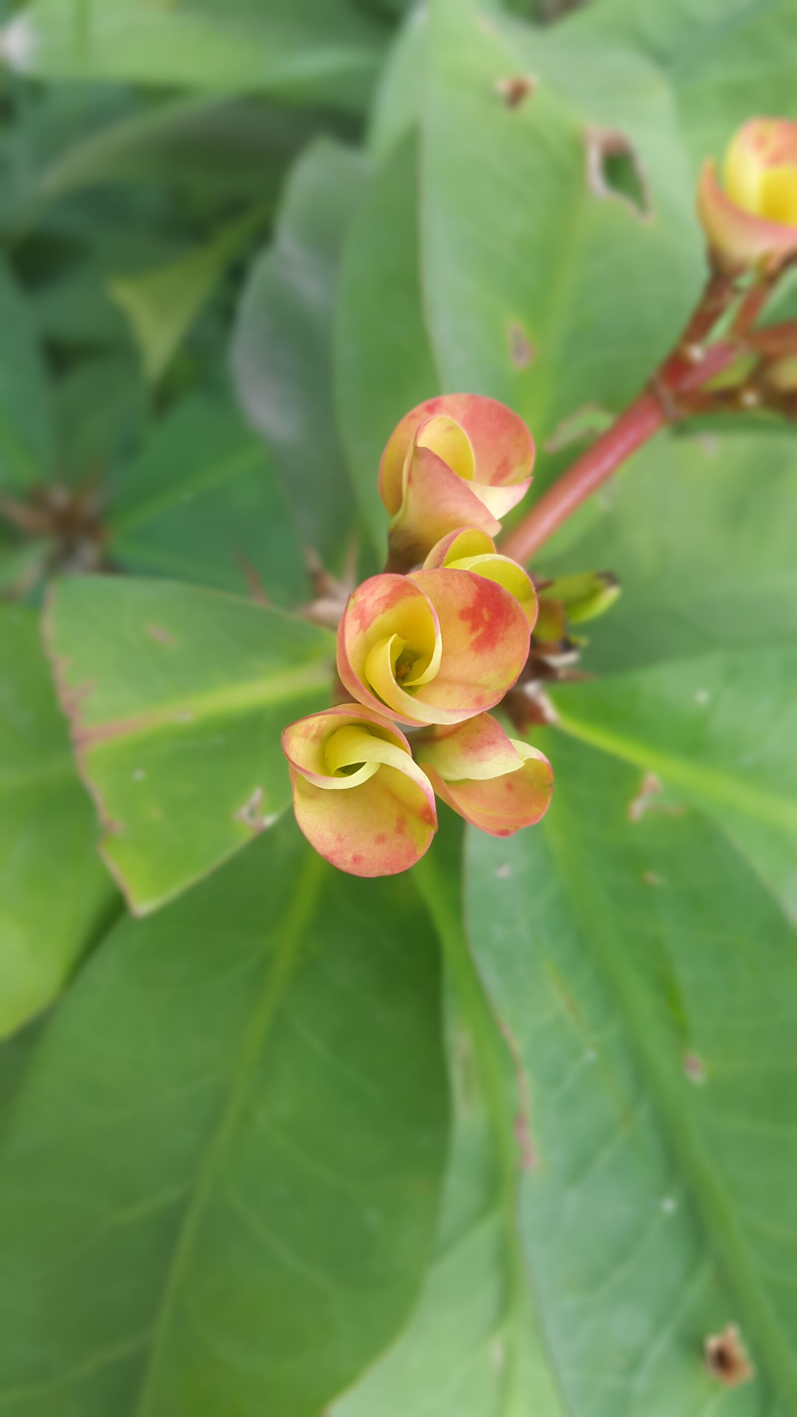 Samsung Galaxy S5 sample photo. Flower, leaf, bloom photography