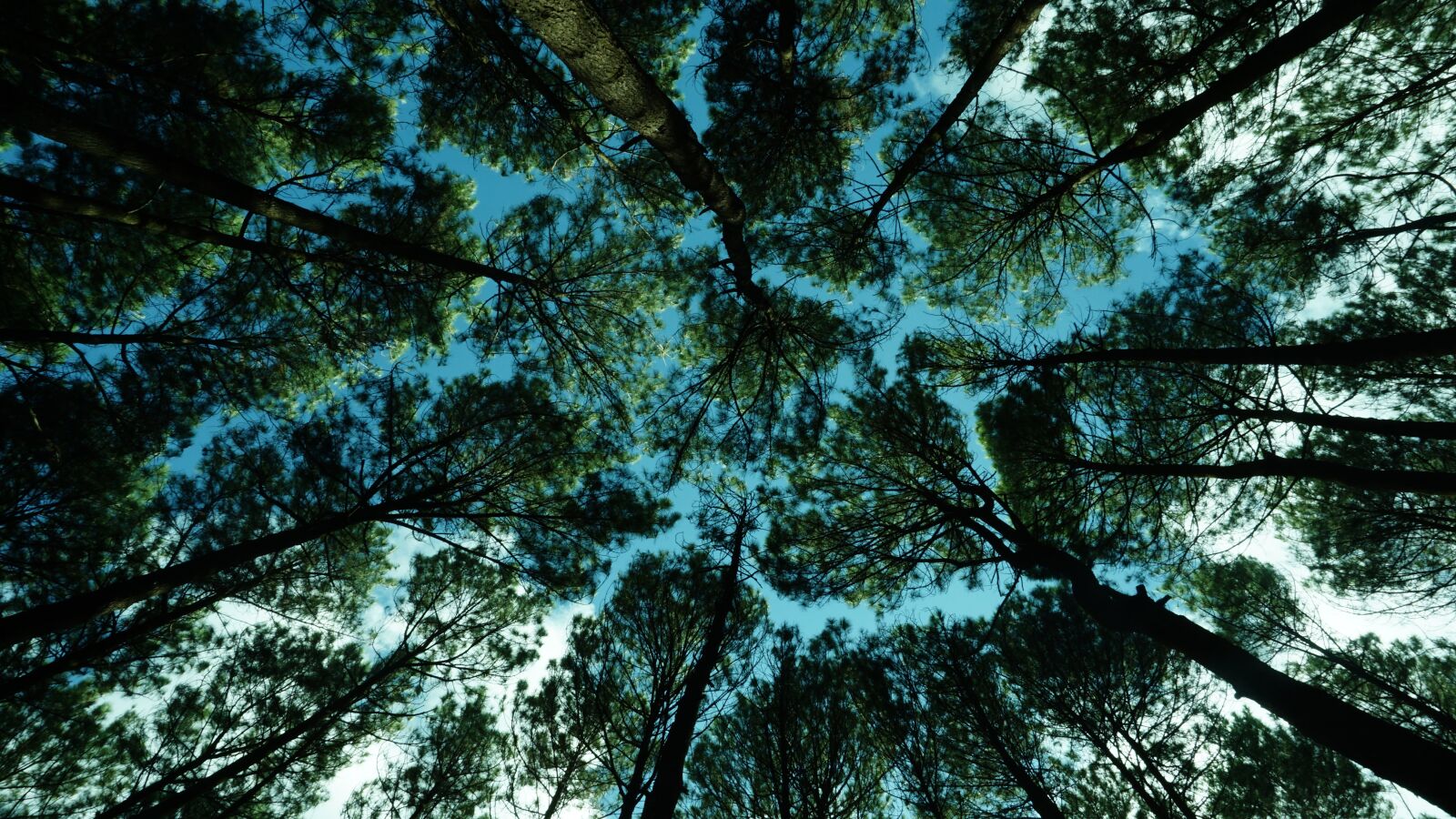 Sony E 16-50mm F3.5-5.6 PZ OSS sample photo. Tree, landscape, nature photography