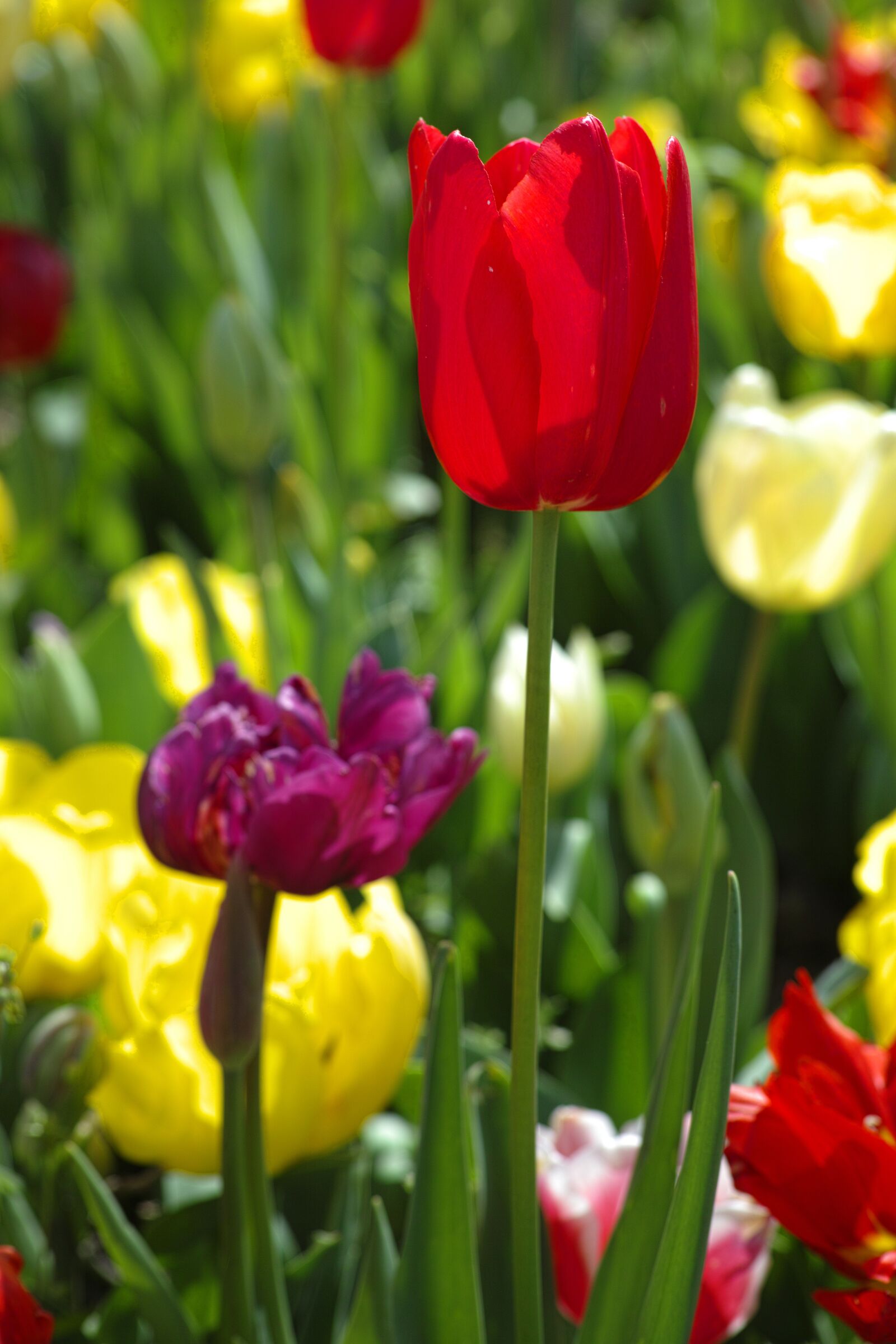 Sigma DP3 Merrill sample photo. Tulips, red, yellow photography