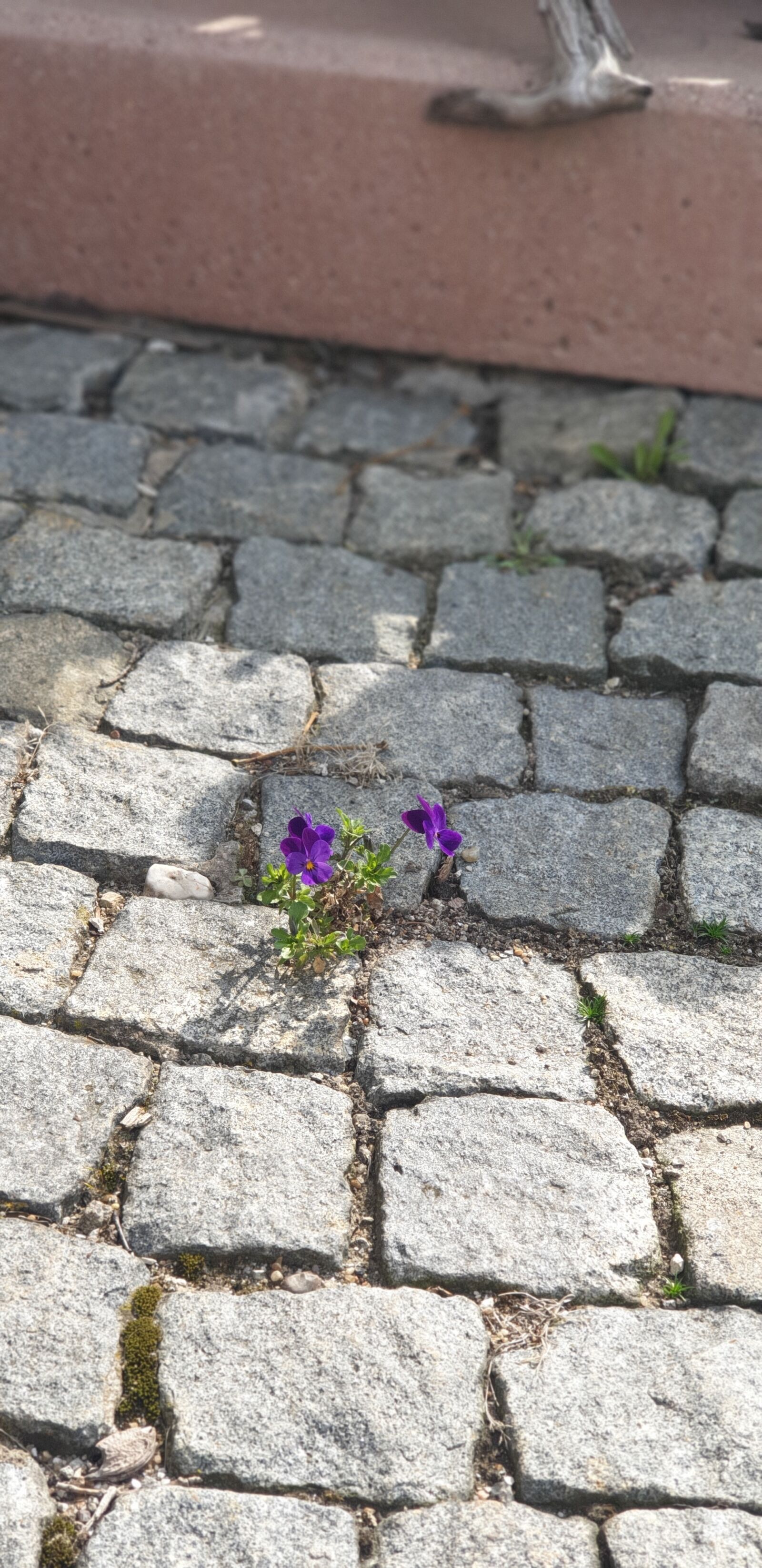 Samsung Galaxy S9+ sample photo. Flowers, road, purple photography