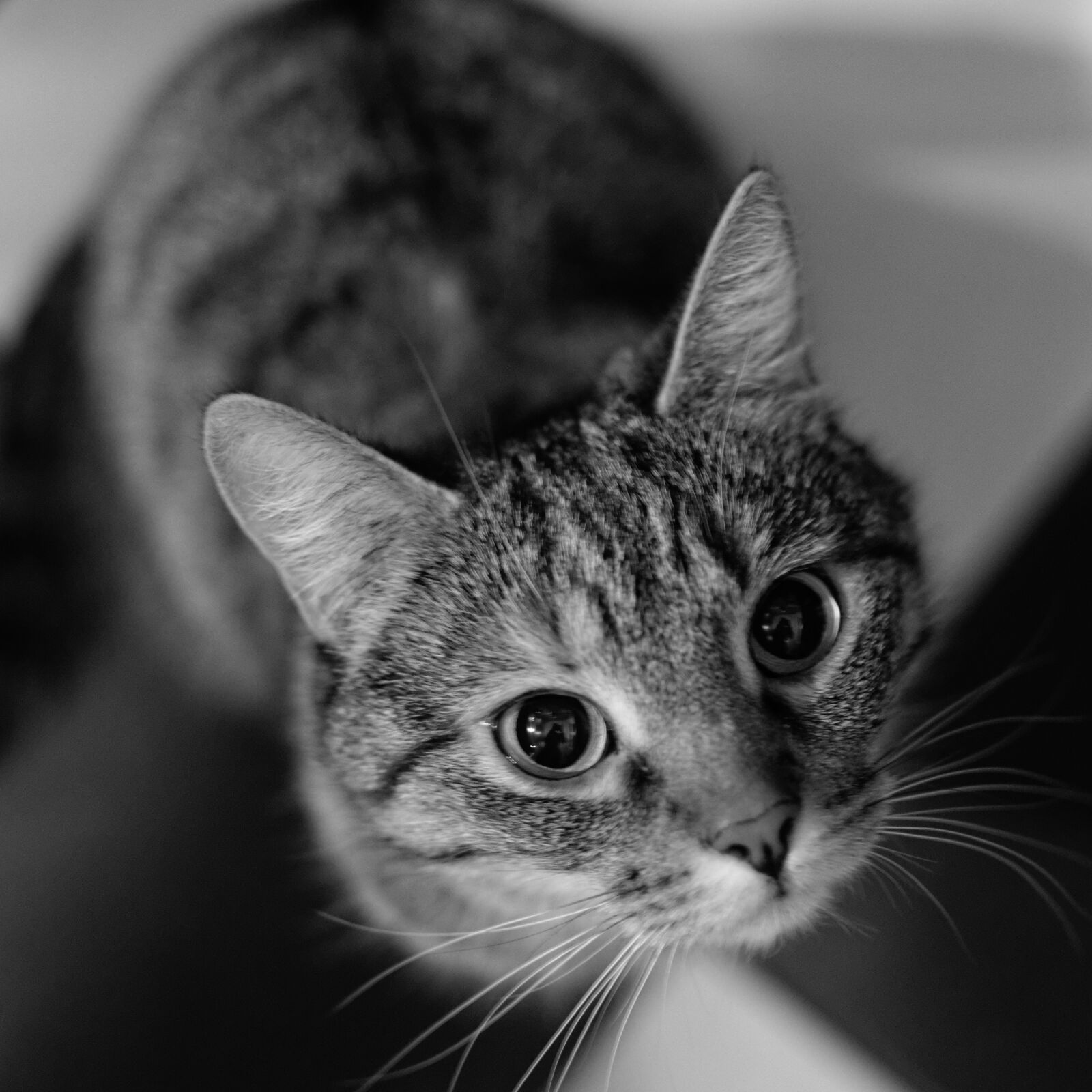 Nikon D3200 + Nikon AF-S DX Nikkor 35mm F1.8G sample photo. Animals, cat, night, pet photography