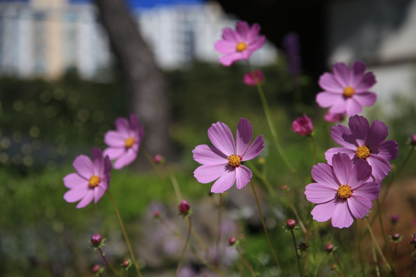 Canon EOS 6D + Canon EF 24-105mm F4L IS USM sample photo. Cosmos, flowers, nature photography