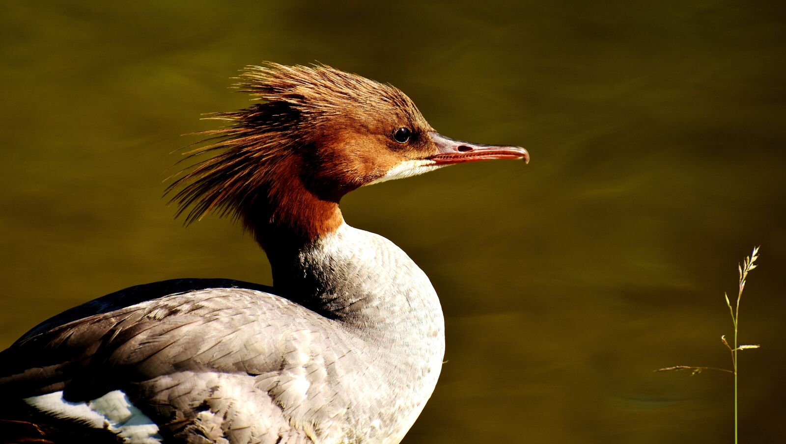 Nikon D7200 sample photo. Merganser, mergus merganser, duck photography