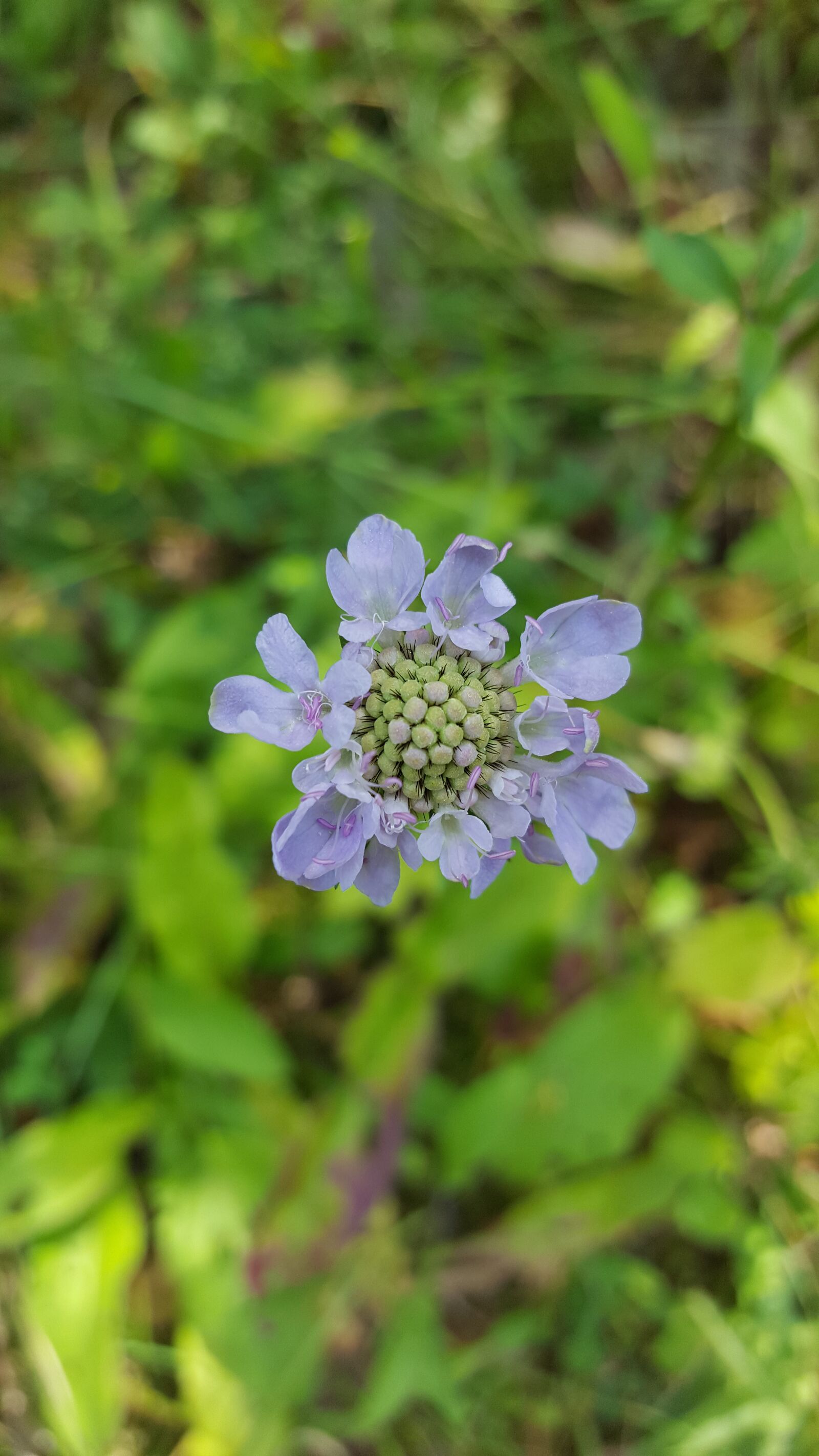 Samsung GALAXY S6 edge sample photo. Flower, spring, forest photography