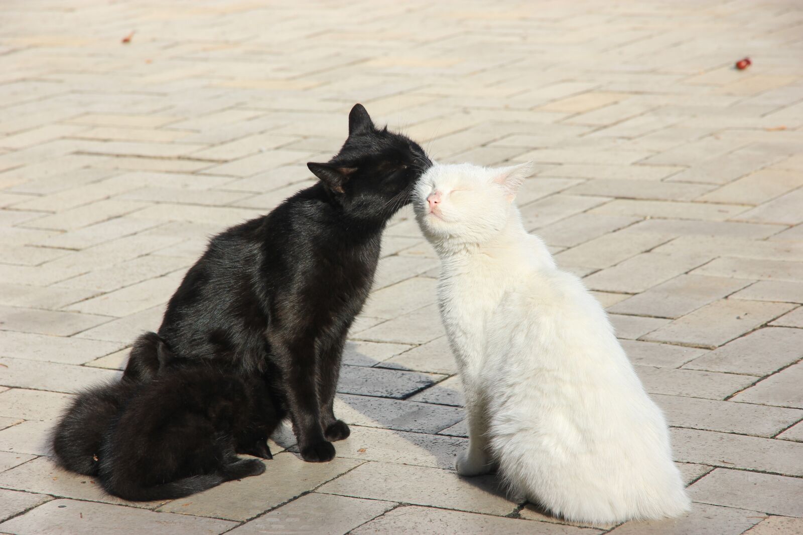 Canon EOS 550D (EOS Rebel T2i / EOS Kiss X4) sample photo. Cats, family, animals photography
