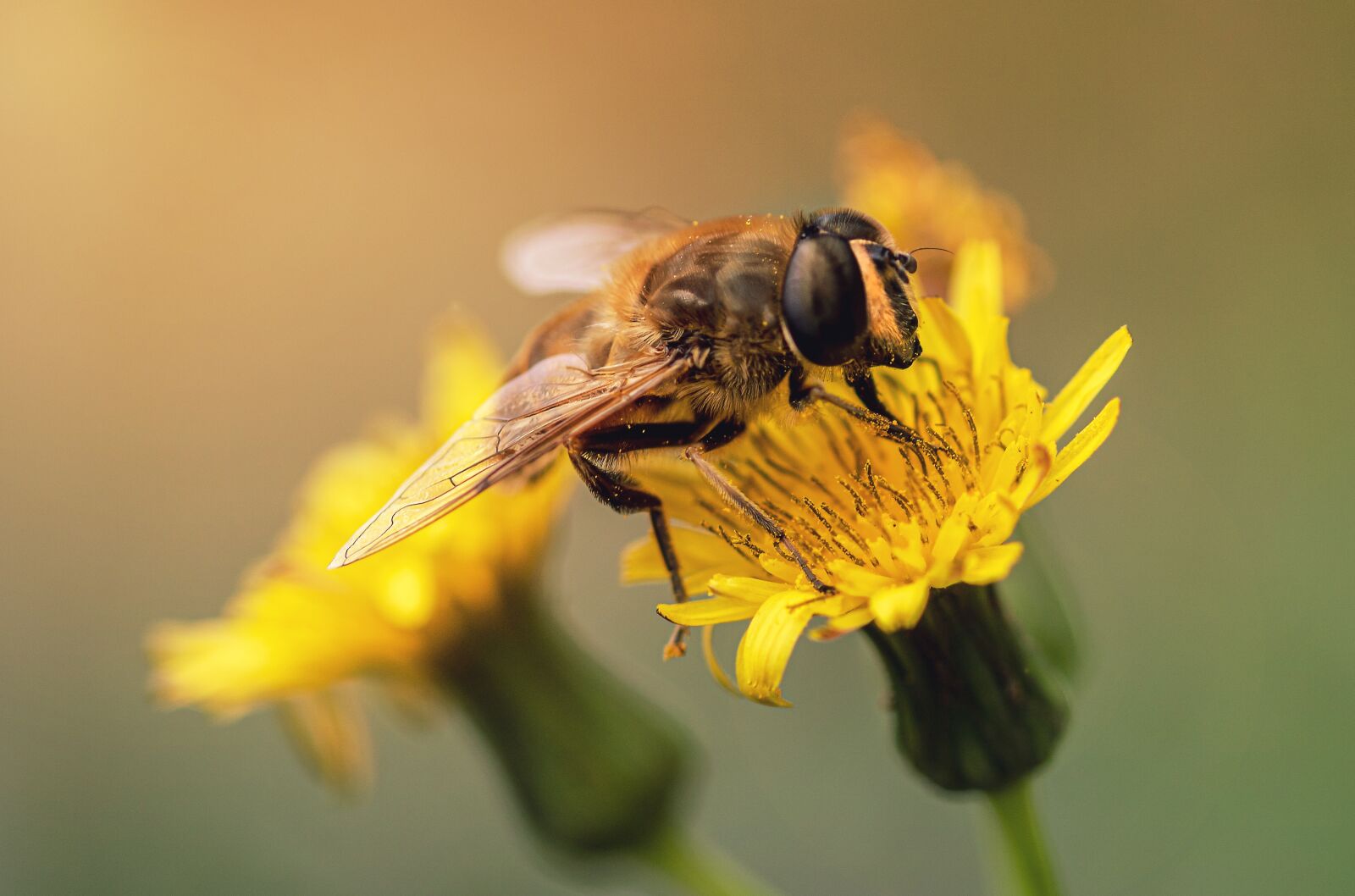 Canon EOS 750D (EOS Rebel T6i / EOS Kiss X8i) sample photo. Hoverfly, dung fly, nature photography