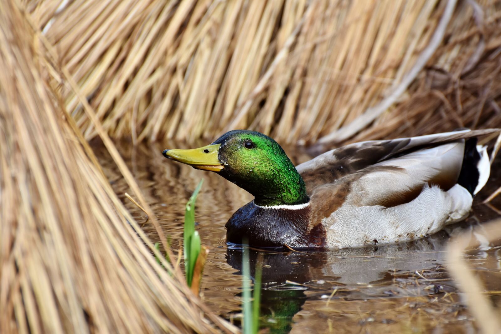 Nikon D7200 sample photo. Drake, duck, mallard photography