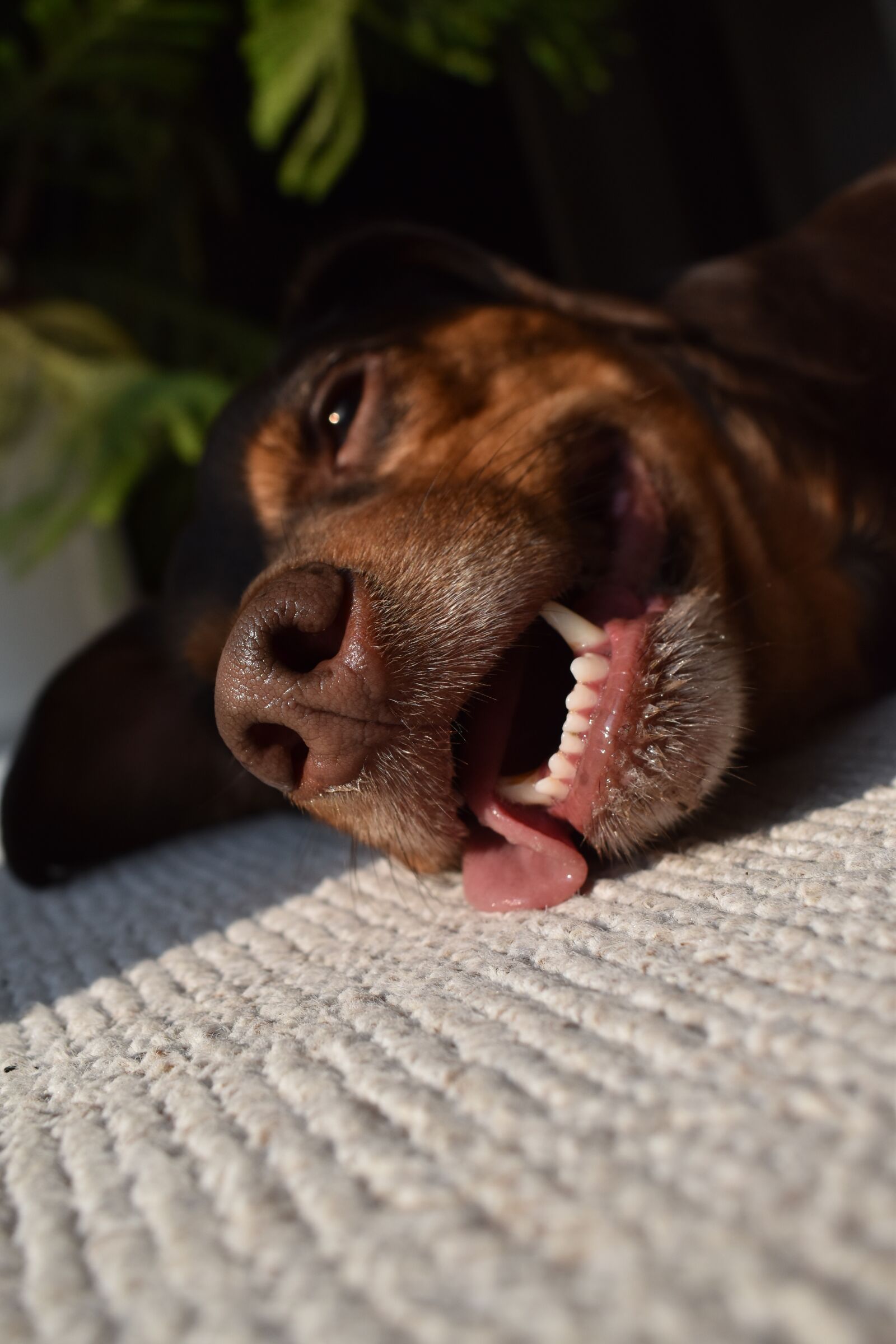 Nikon D3500 sample photo. Dog, tongue, pant photography