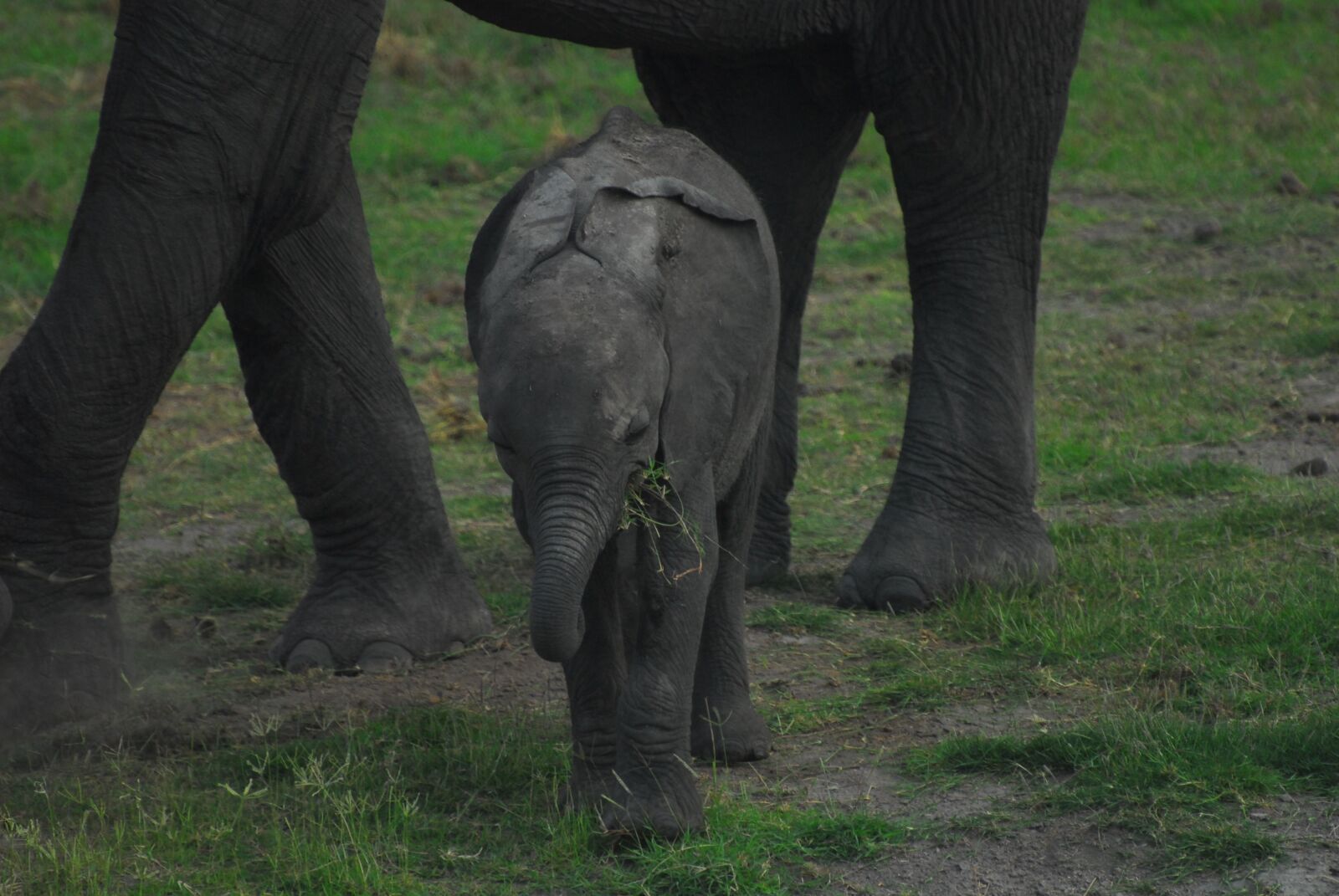 Nikon D200 sample photo. Earth hour, endangered species photography