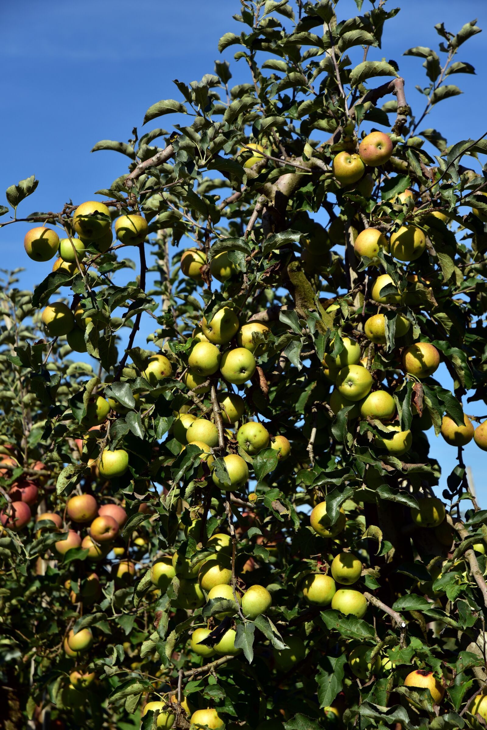 Nikon D750 sample photo. Apple tree, apple, fruit photography