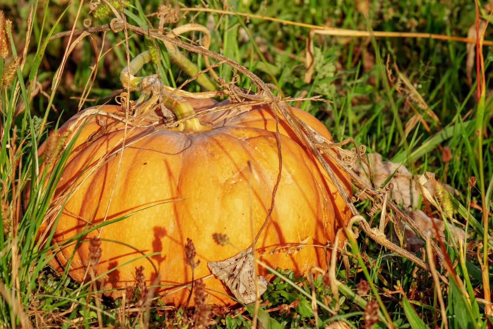 Fujifilm XF 55-200mm F3.5-4.8 R LM OIS sample photo. Pumpkin, plant, vegetables photography