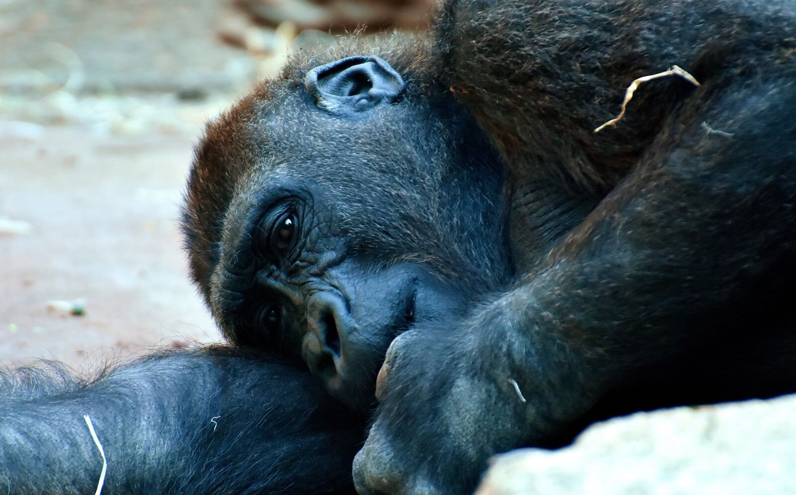 Nikon D7200 sample photo. Gorilla, monkey, animal photography