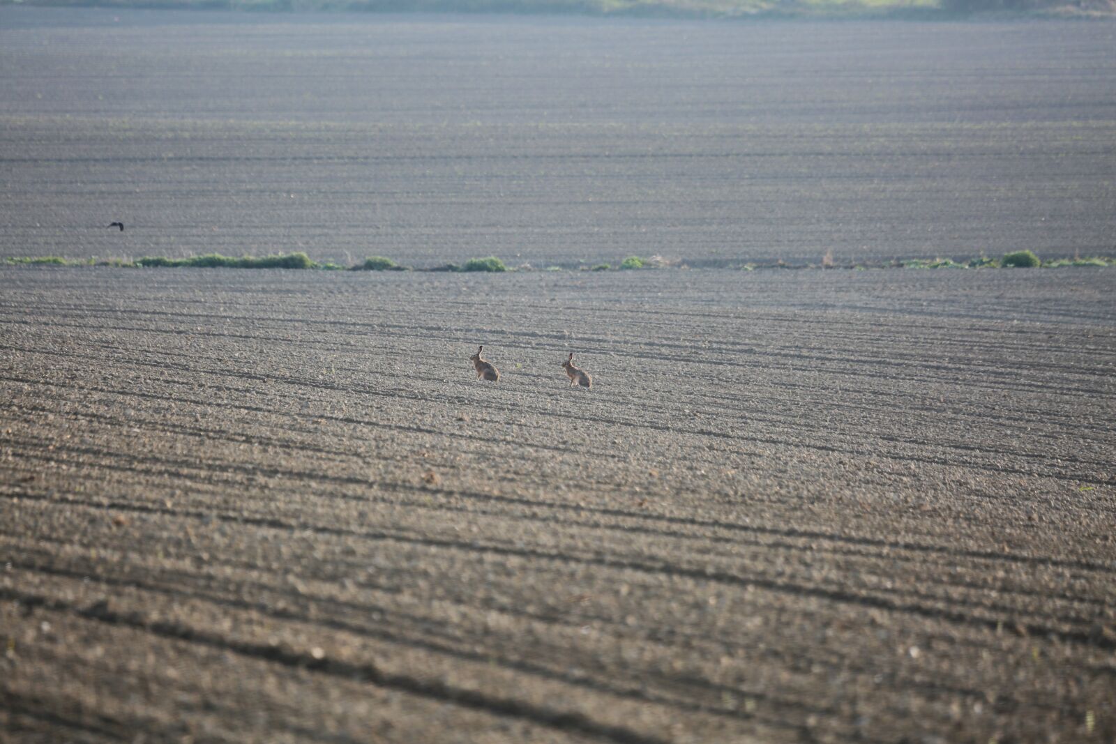 Canon EF 100-400mm F4.5-5.6L IS USM sample photo. Rabbit, field, dig photography
