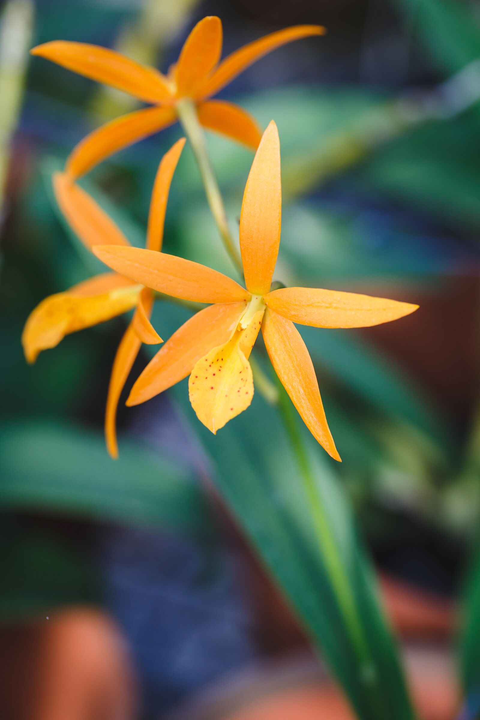 Canon EF 100mm F2.8L Macro IS USM sample photo. Natural pure, fresh, asia photography